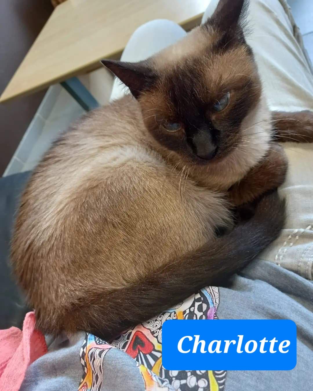 Les chats adoptés de chez perle de chat Les chats adoptés de chez perle de chat