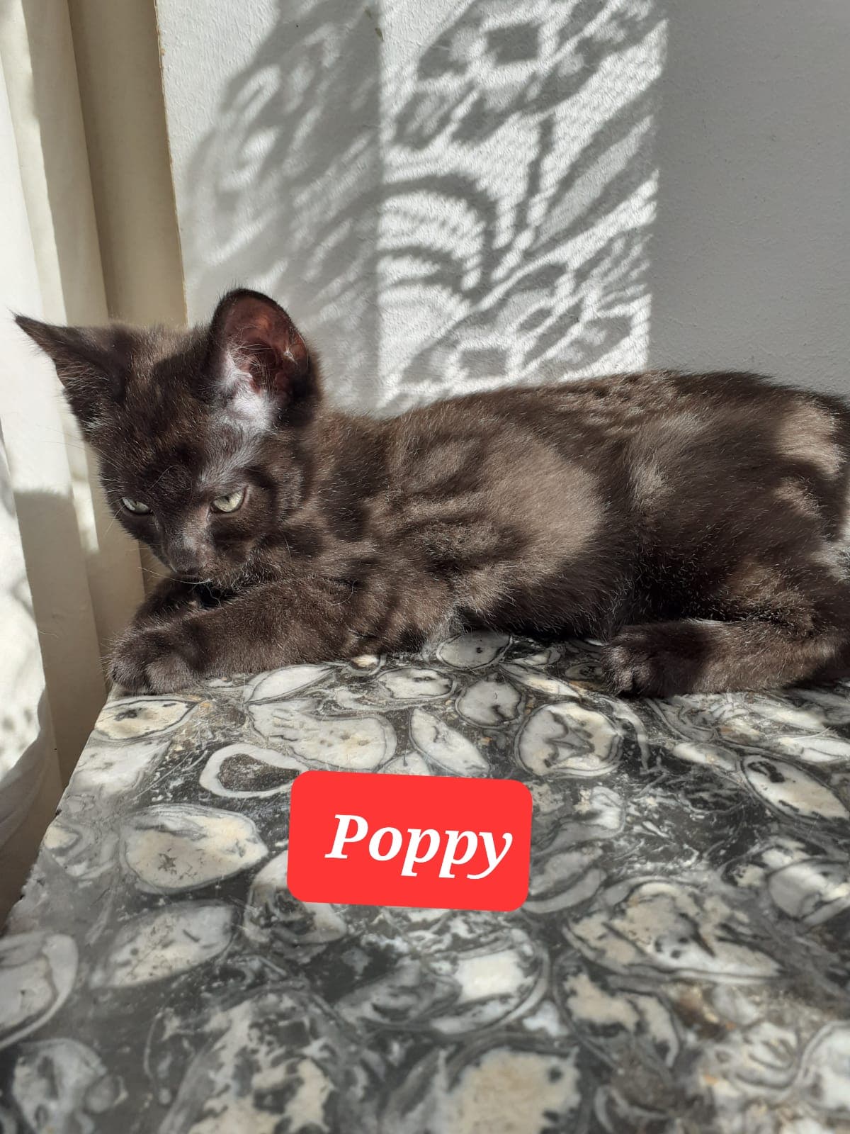 Les chats adoptés de chez perle de chat Les chats adoptés de chez perle de chat