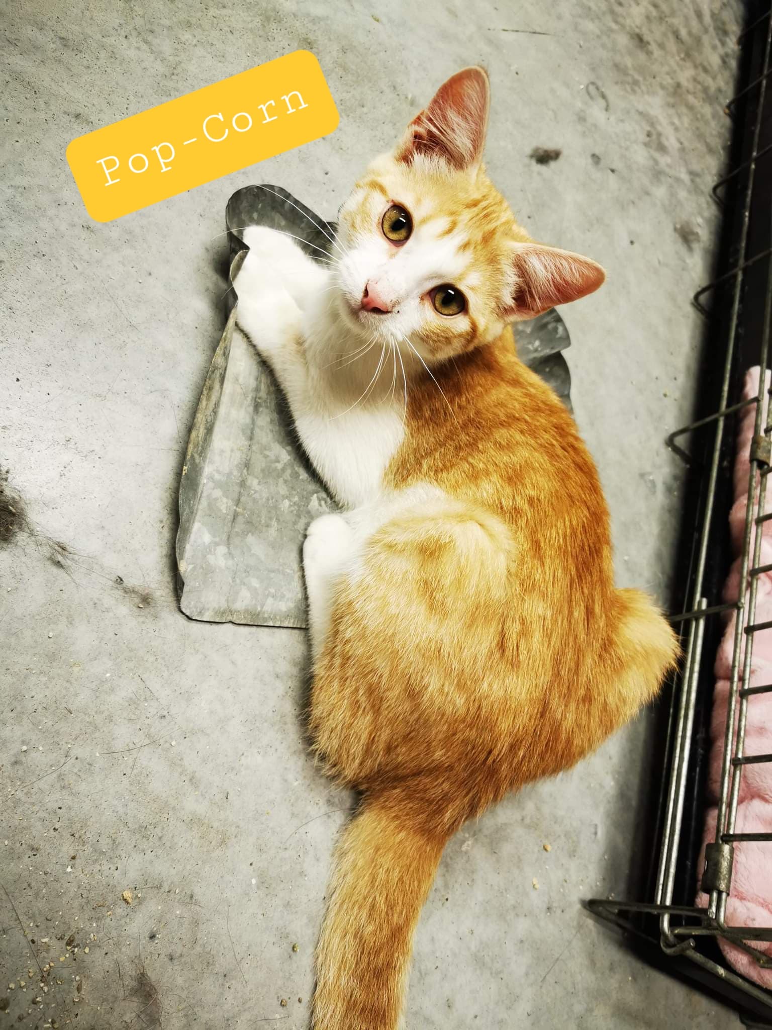 Les chats adoptés de chez perle de chat Les chats adoptés de chez perle de chat