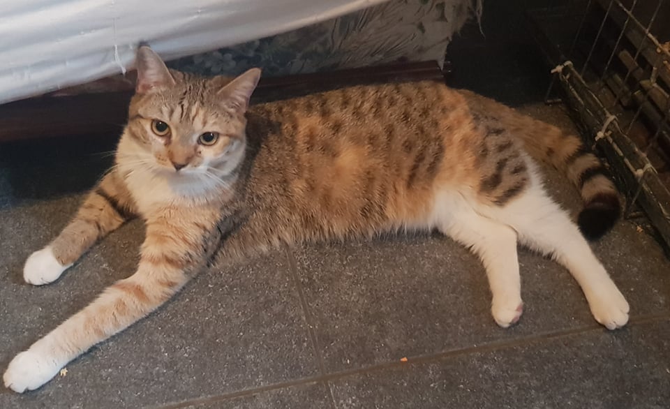 Les chats adoptés de chez perle de chat Les chats adoptés de chez perle de chat