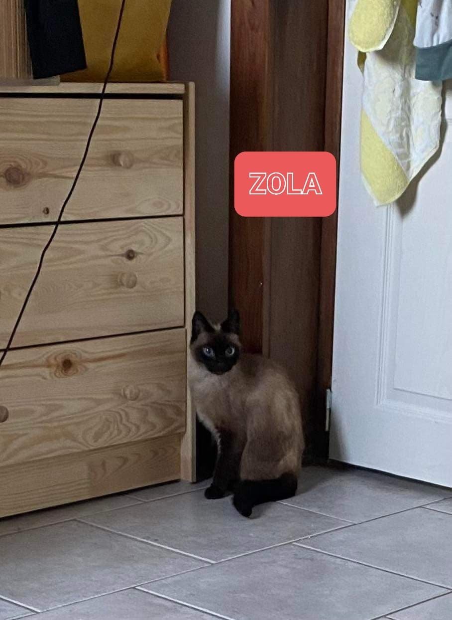 Les chats adoptés de chez perle de chat Les chats adoptés de chez perle de chat