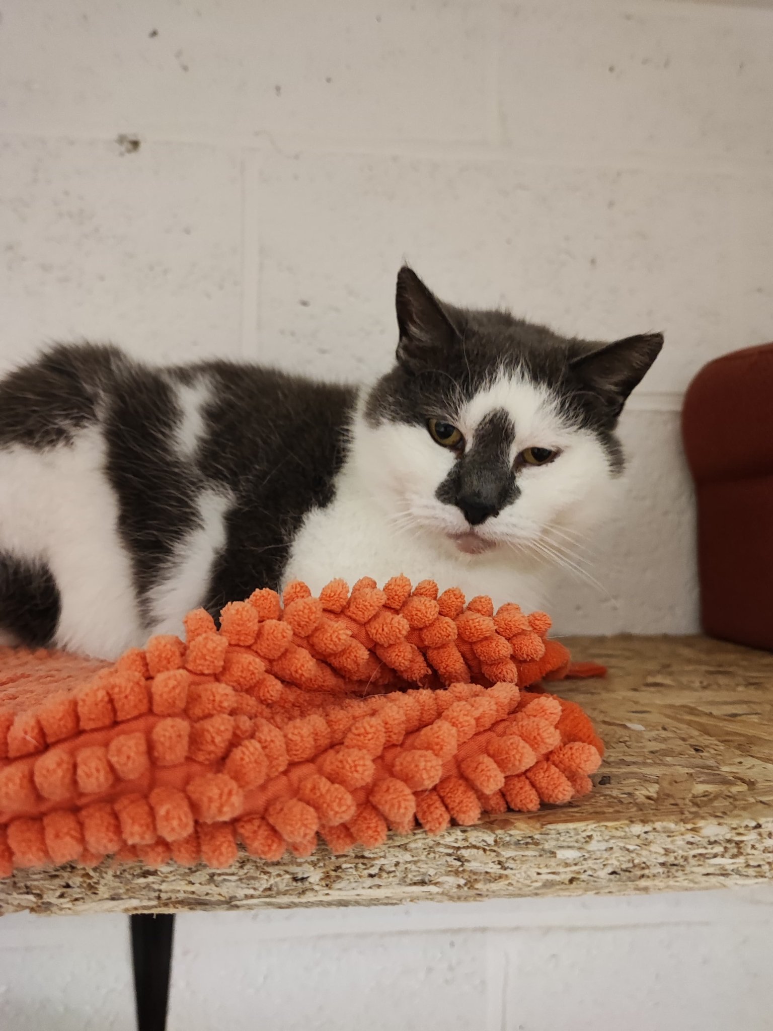Les chats adoptés de chez perle de chat Les chats adoptés de chez perle de chat