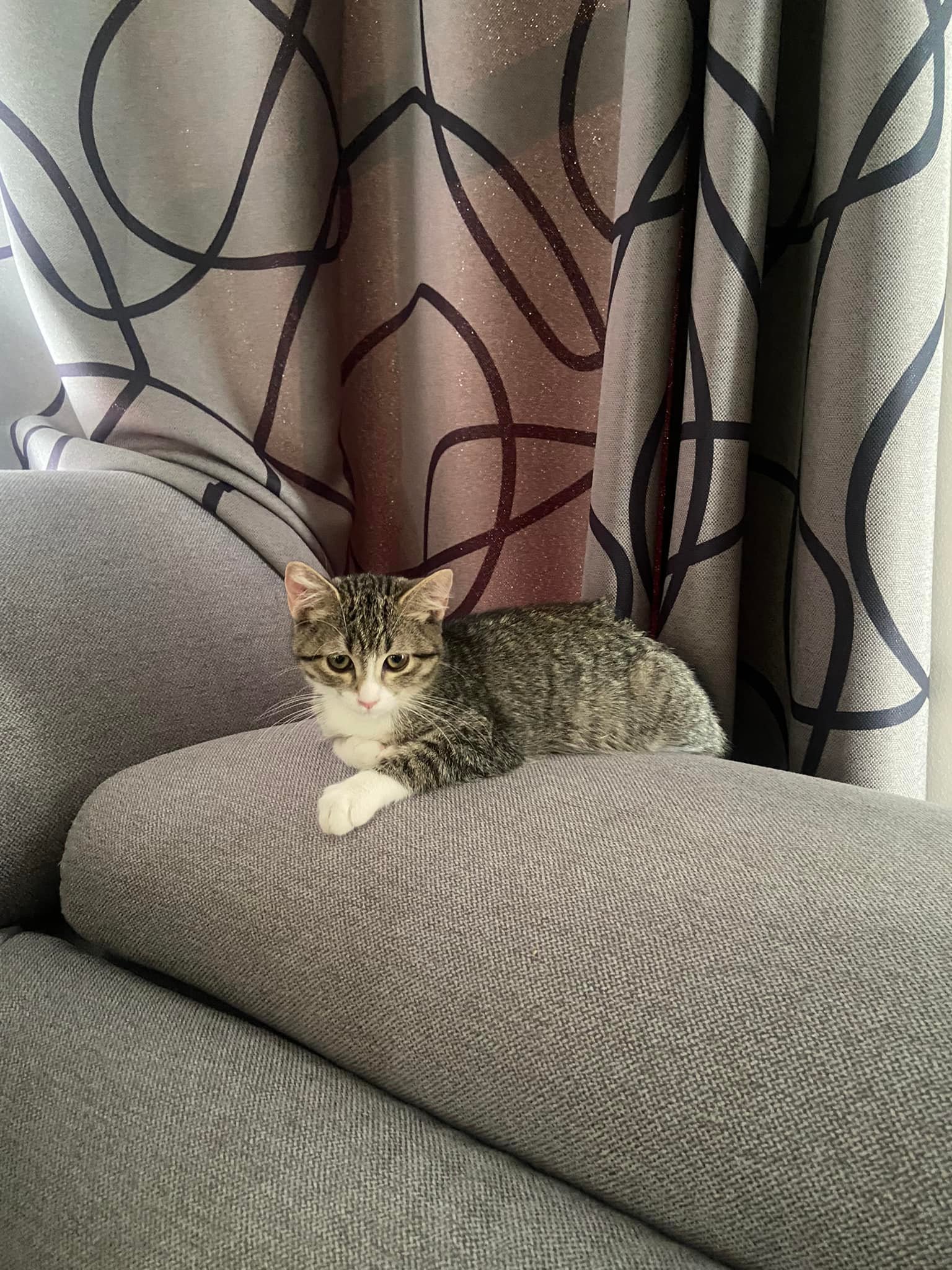 Les chats adoptés de chez perle de chat Les chats adoptés de chez perle de chat
