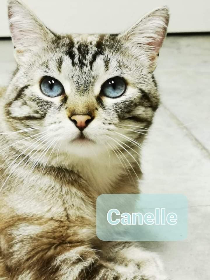 Les chats adoptés de chez perle de chat Les chats adoptés de chez perle de chat