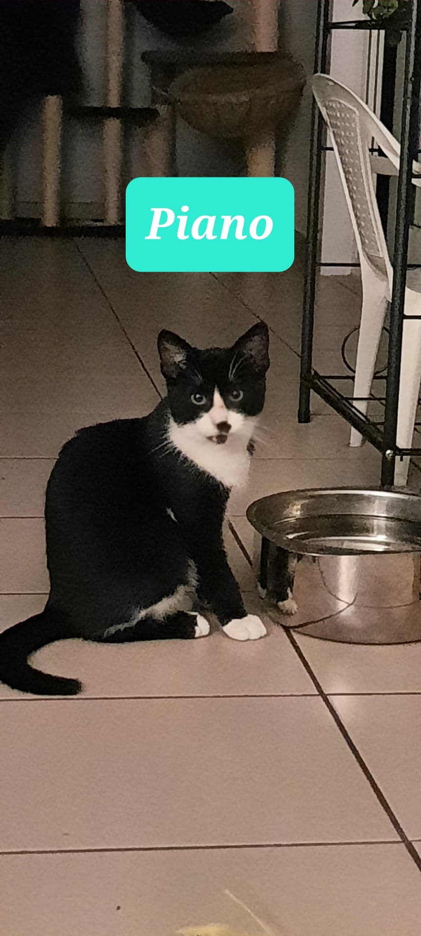 Les chats adoptés de chez perle de chat Les chats adoptés de chez perle de chat