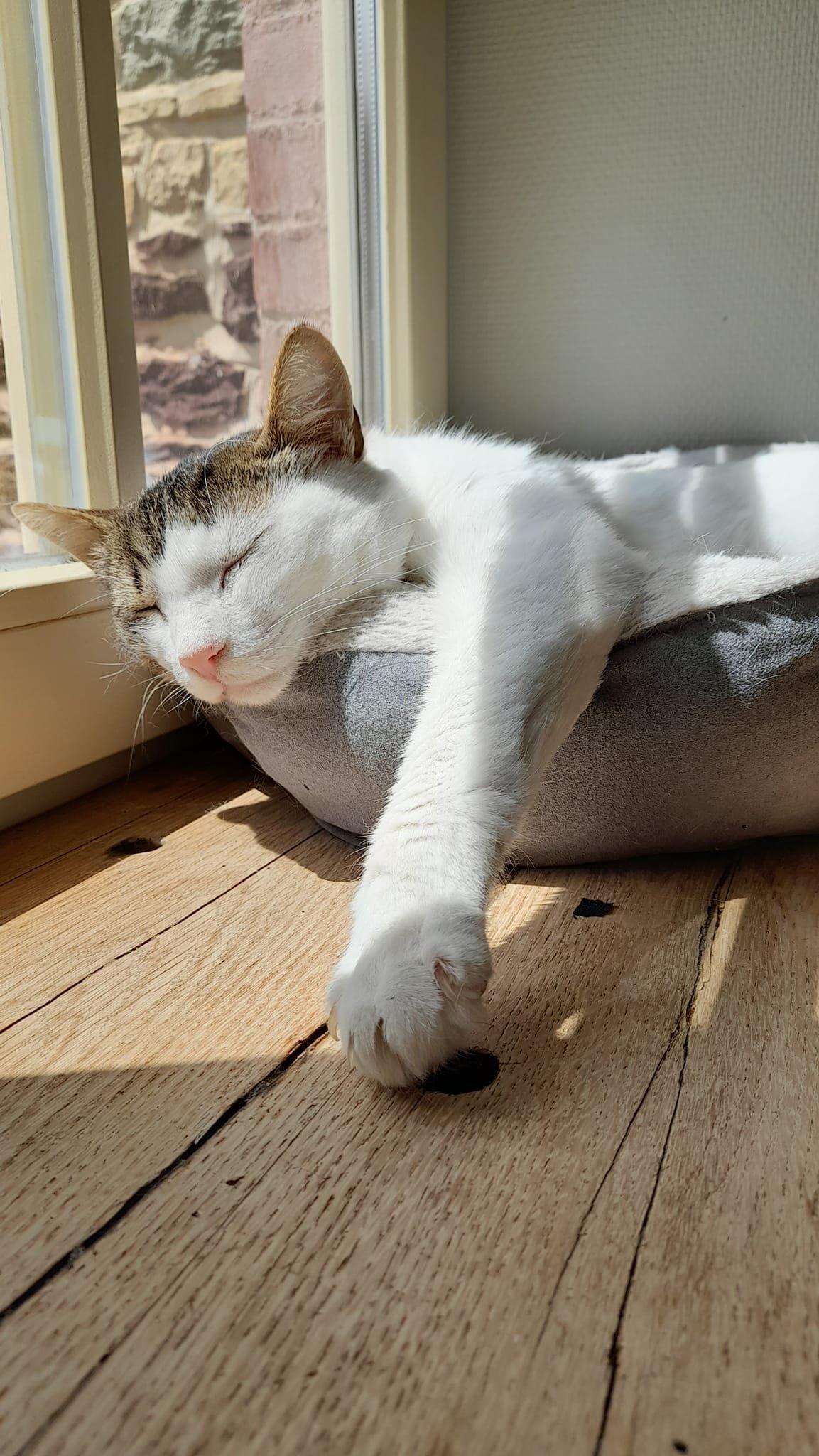 Les chats adoptés de chez perle de chat Les chats adoptés de chez perle de chat