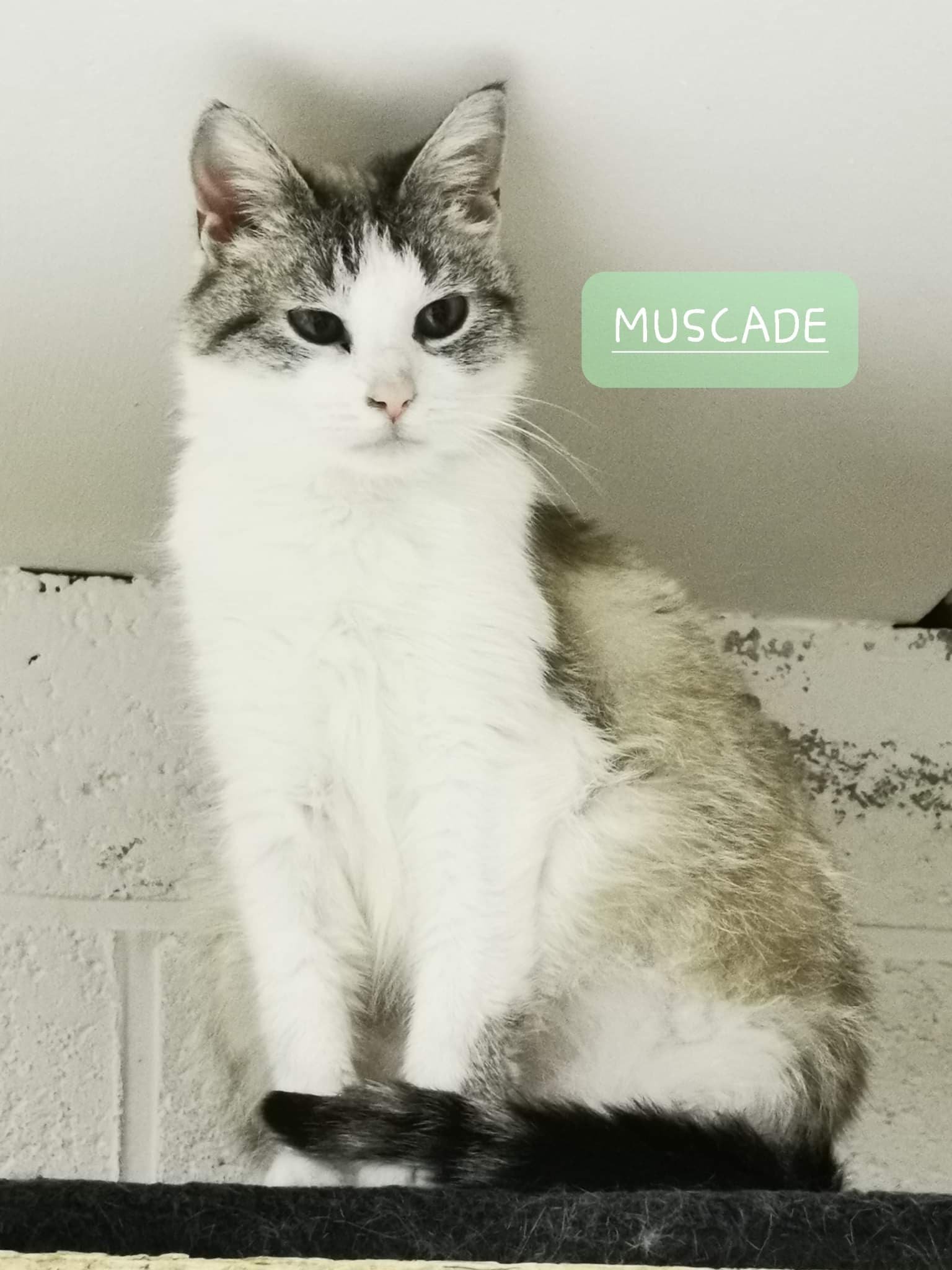Les chats adoptés de chez perle de chat Les chats adoptés de chez perle de chat