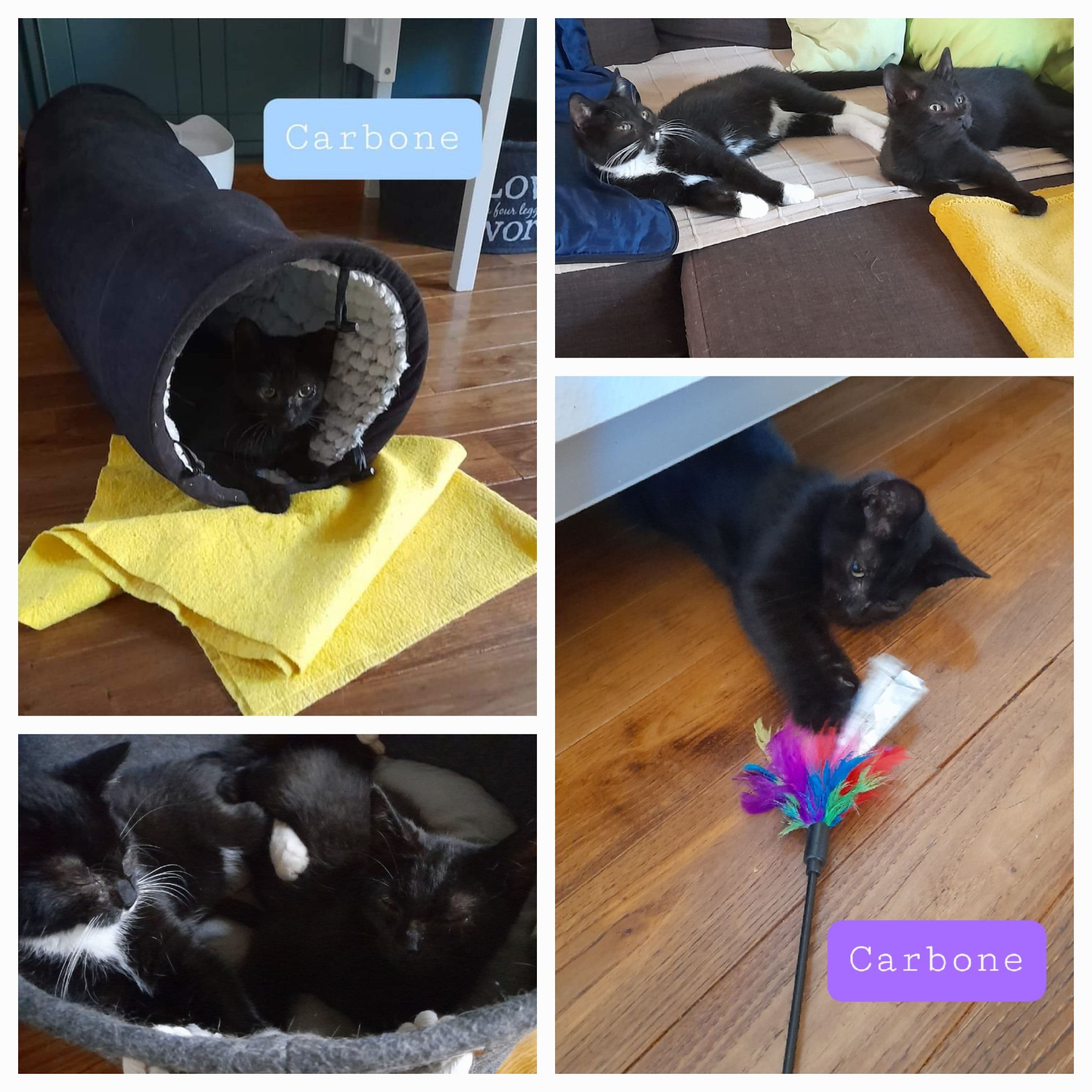 Les chats adoptés de chez perle de chat Les chats adoptés de chez perle de chat