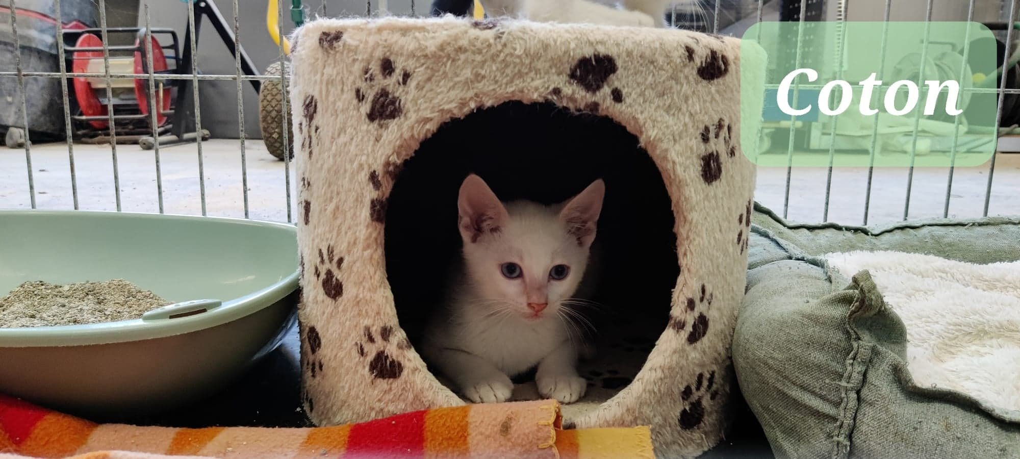 Les chats adoptés de chez perle de chat Les chats adoptés de chez perle de chat