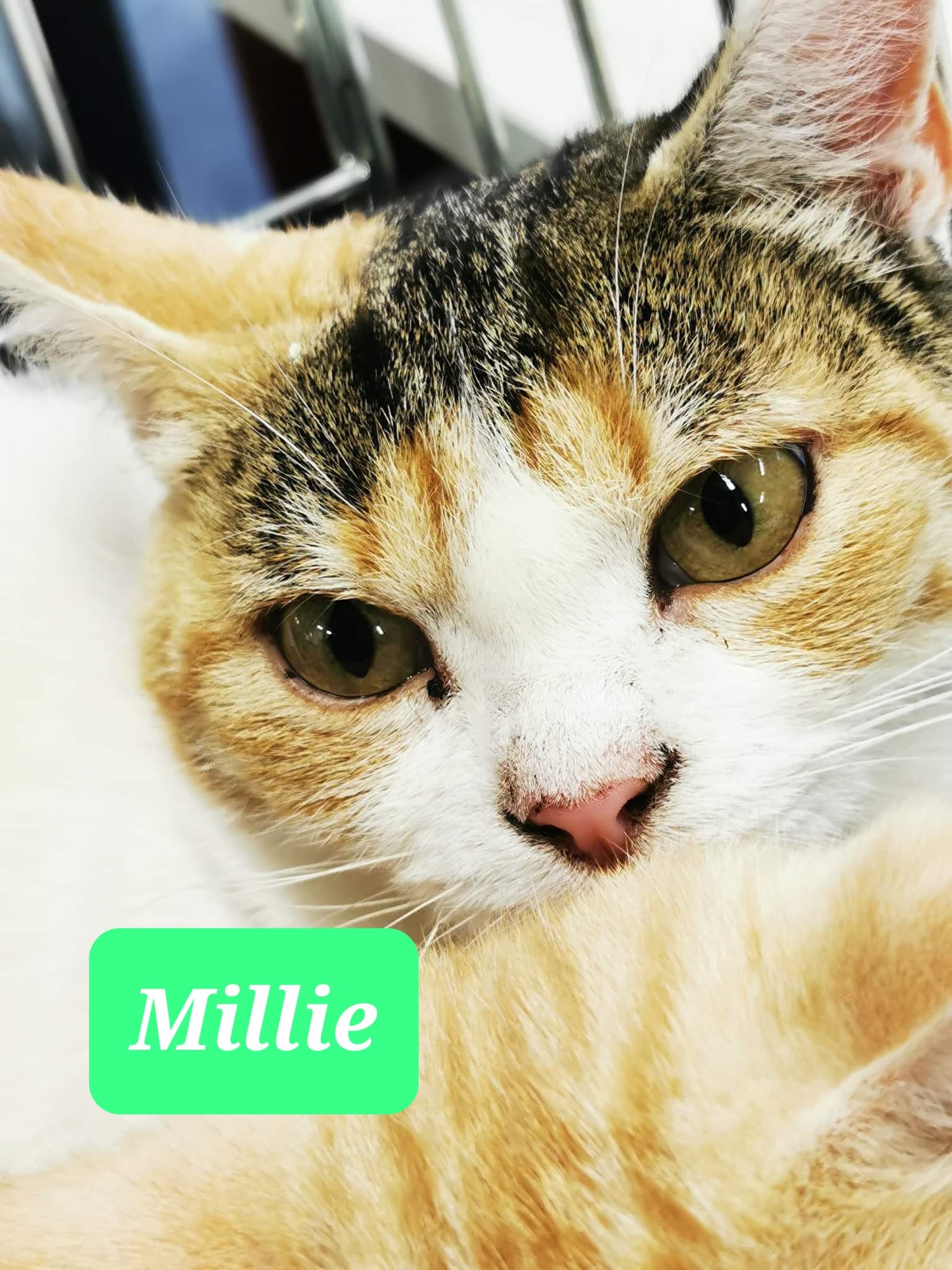 Les chats adoptés de chez perle de chat Les chats adoptés de chez perle de chat