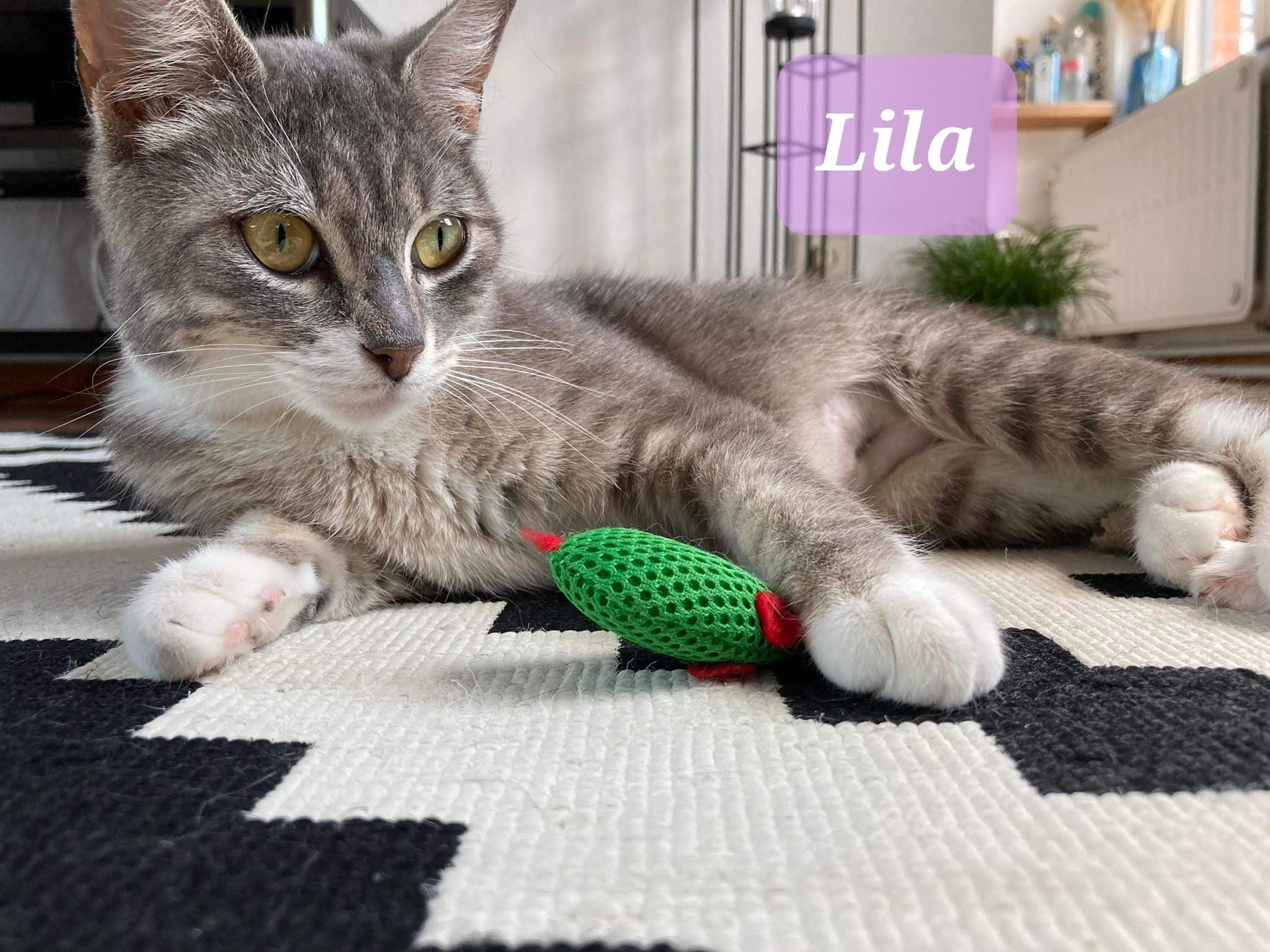 Les chats adoptés de chez perle de chat Les chats adoptés de chez perle de chat