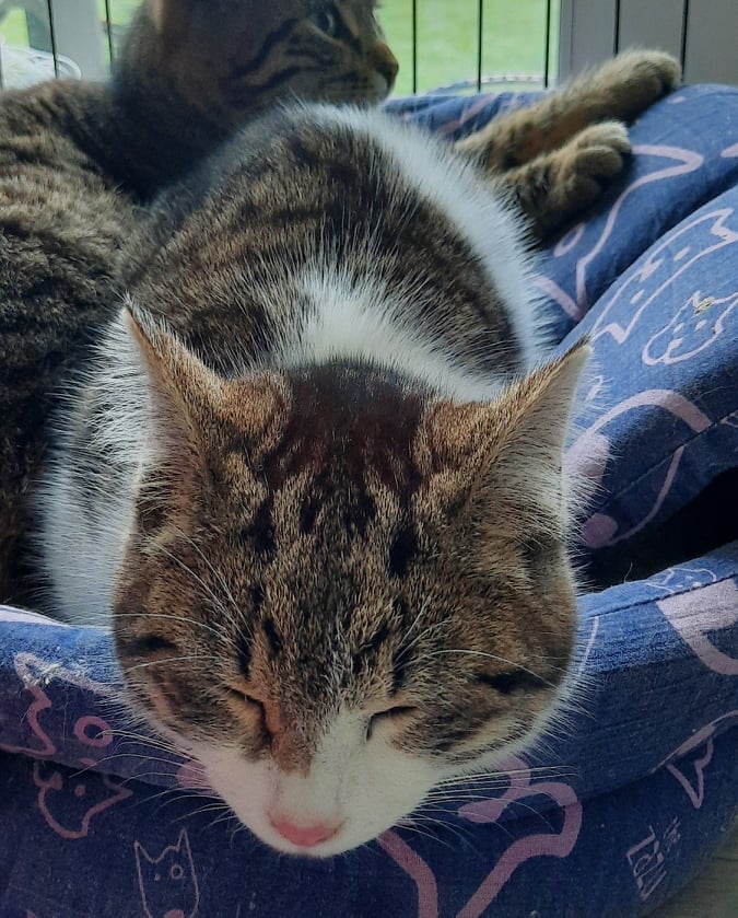 Les chats adoptés de chez perle de chat Les chats adoptés de chez perle de chat