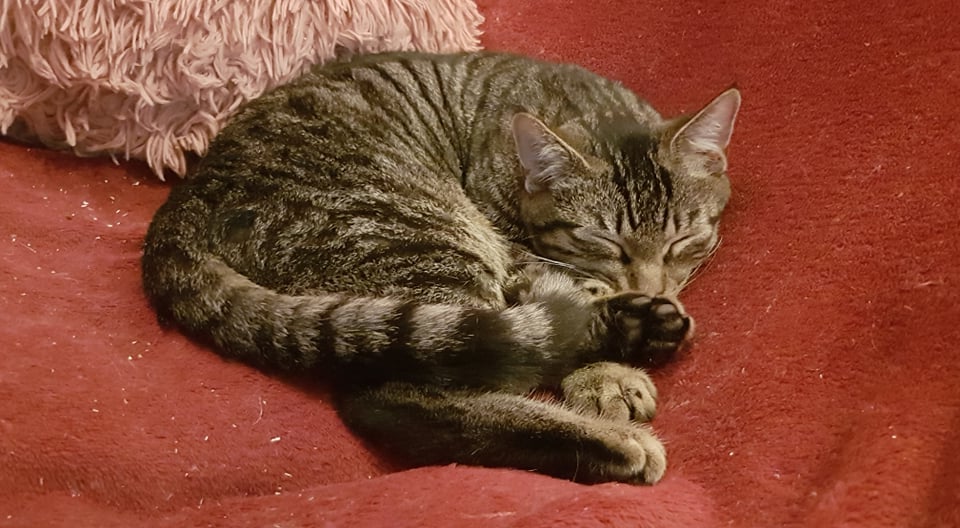 Les chats adoptés de chez perle de chat Les chats adoptés de chez perle de chat