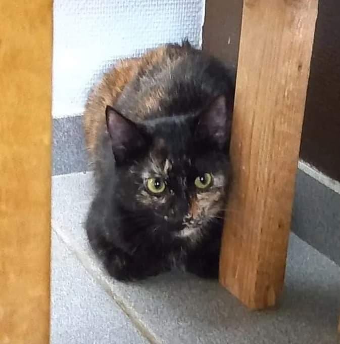 Les chats adoptés de chez perle de chat Les chats adoptés de chez perle de chat