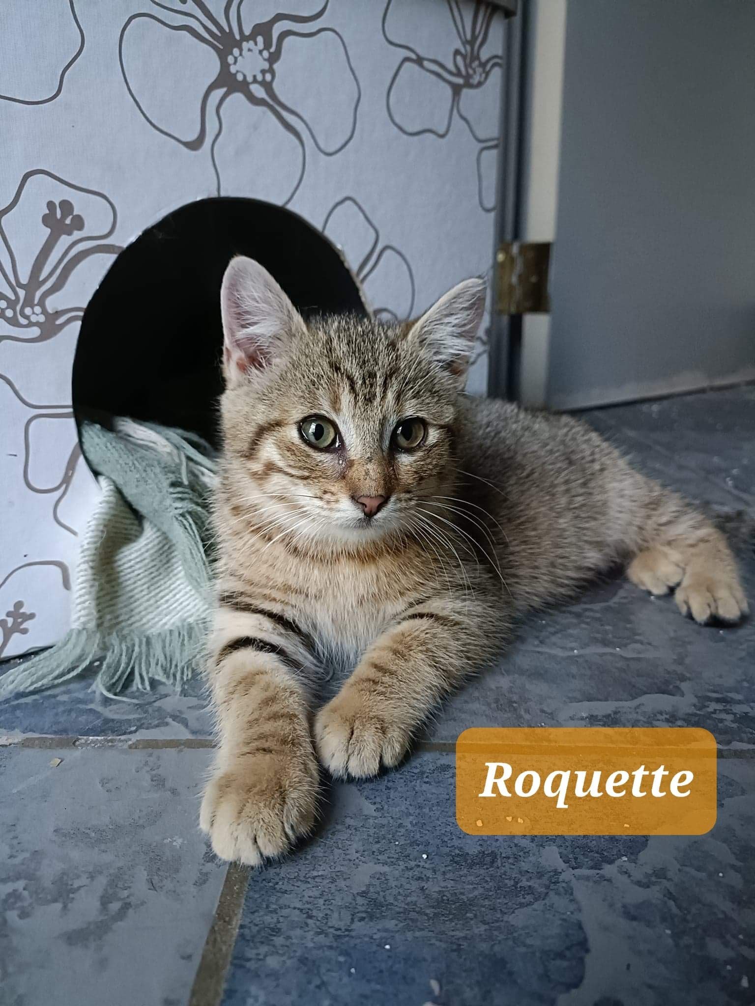 Les chats adoptés de chez perle de chat Les chats adoptés de chez perle de chat