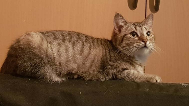 Les chats adoptés de chez perle de chat Les chats adoptés de chez perle de chat