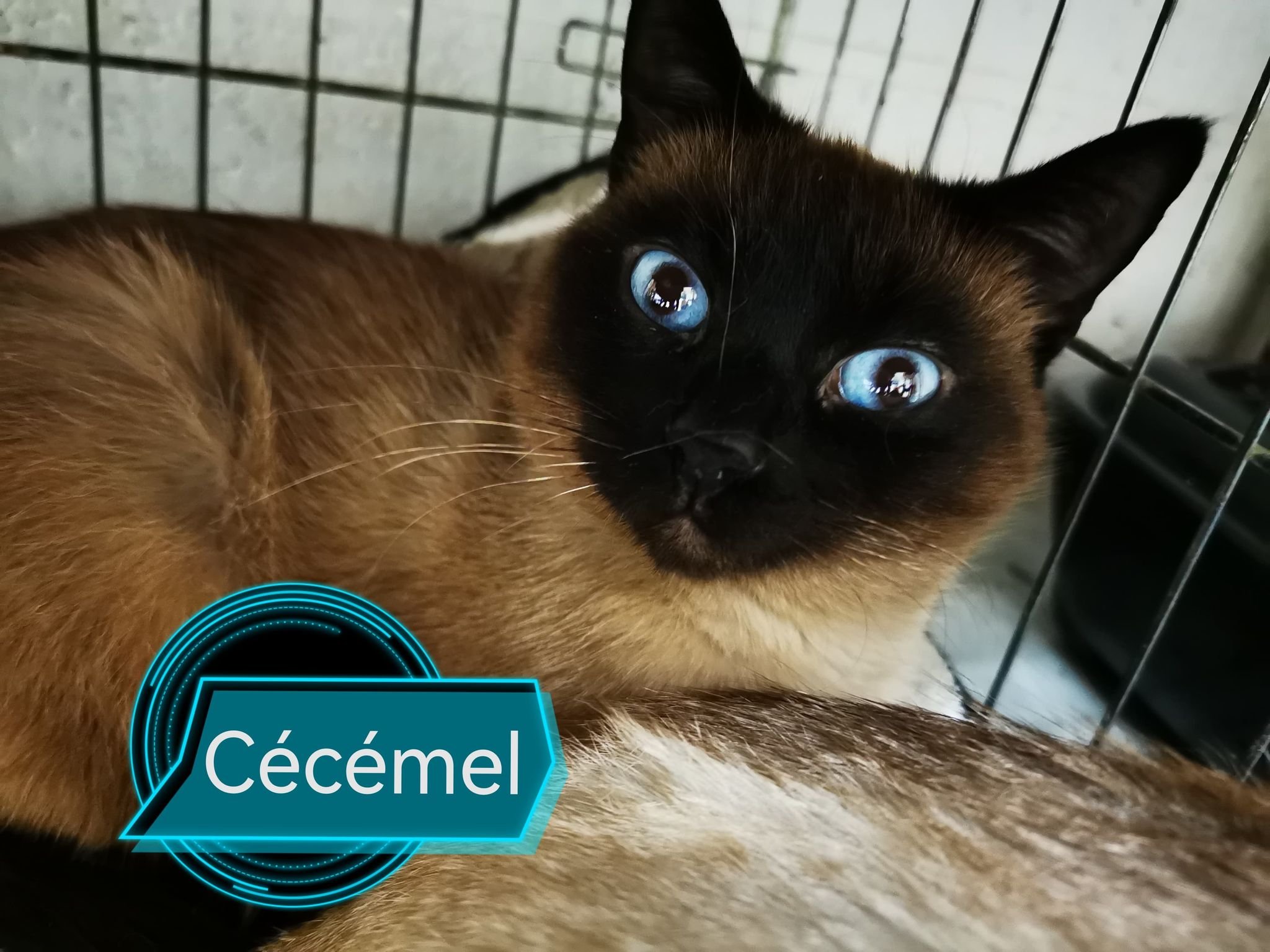 Les chats adoptés de chez perle de chat Les chats adoptés de chez perle de chat