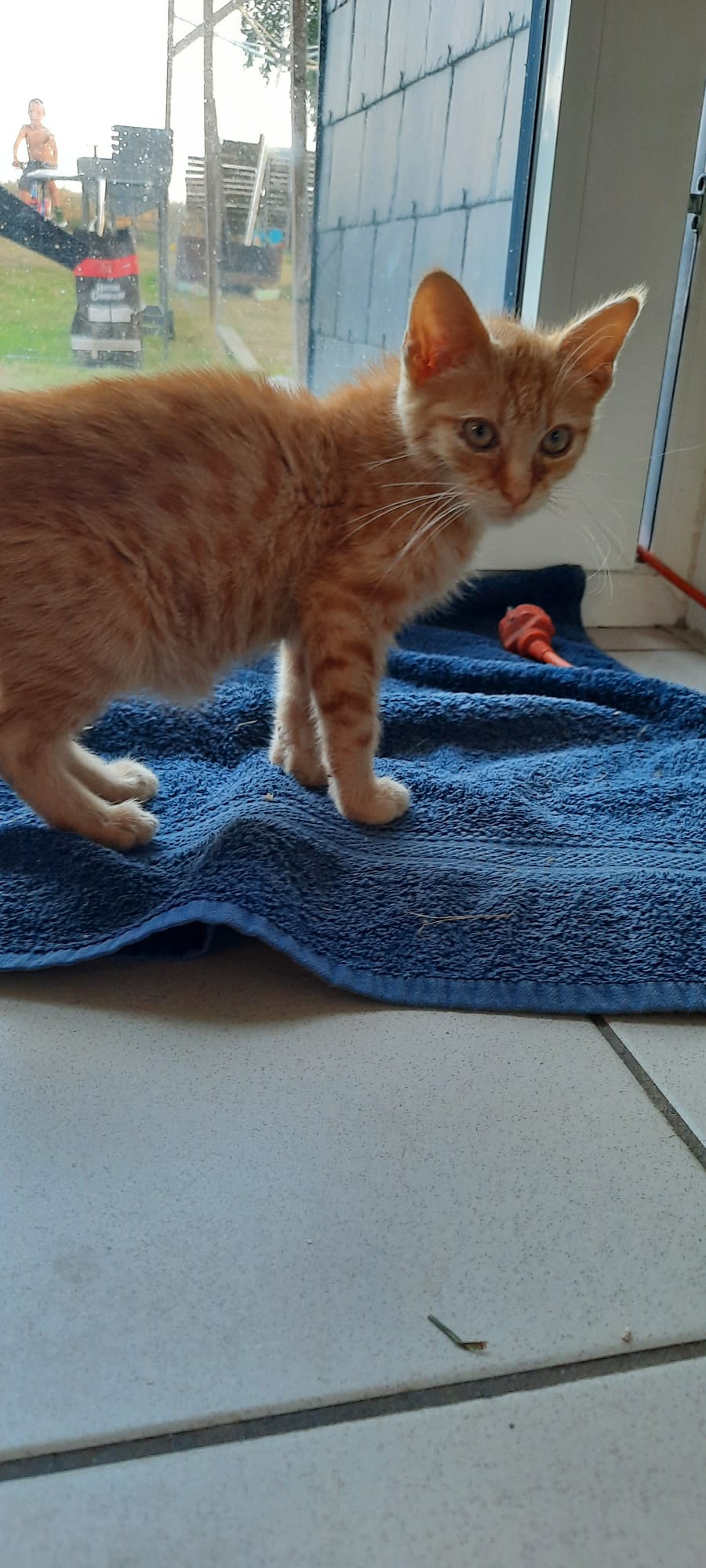 Les chats adoptés de chez perle de chat Les chats adoptés de chez perle de chat