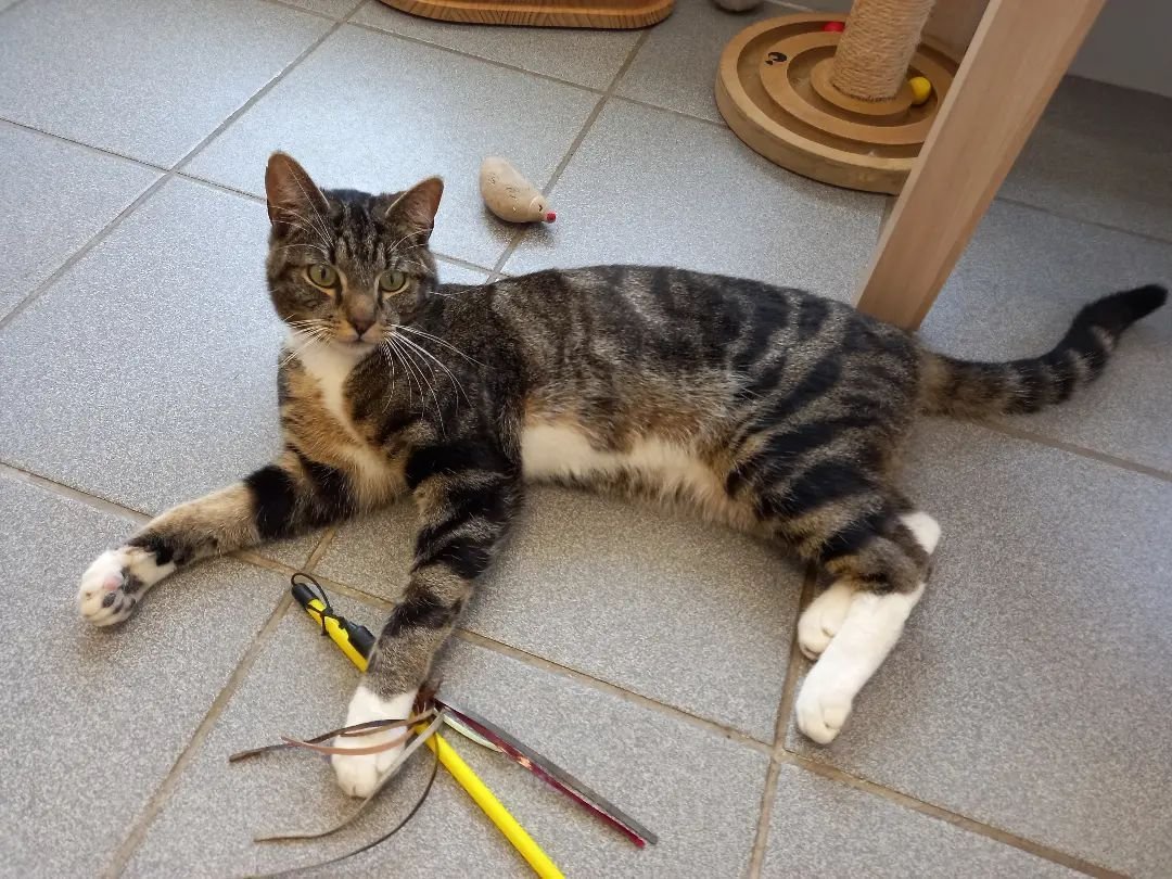 Les chats adoptés de chez perle de chat Les chats adoptés de chez perle de chat