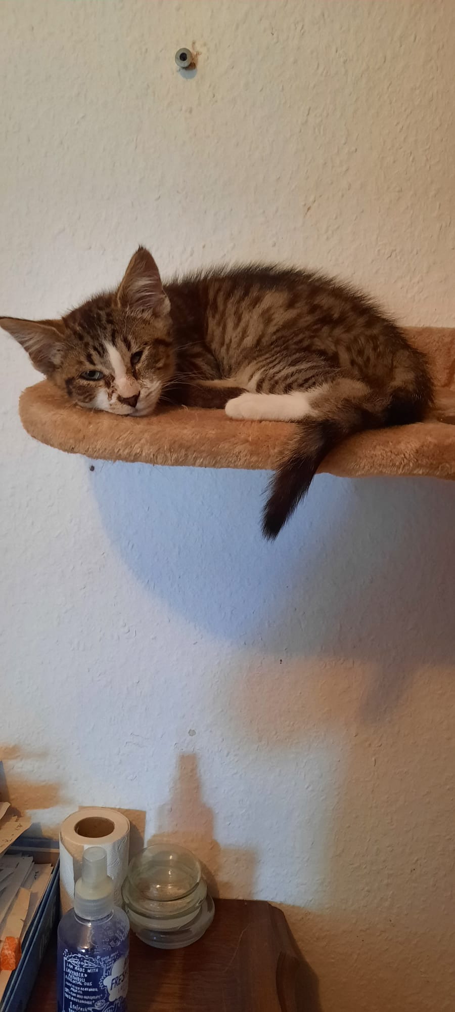 Les chats adoptés de chez perle de chat Les chats adoptés de chez perle de chat