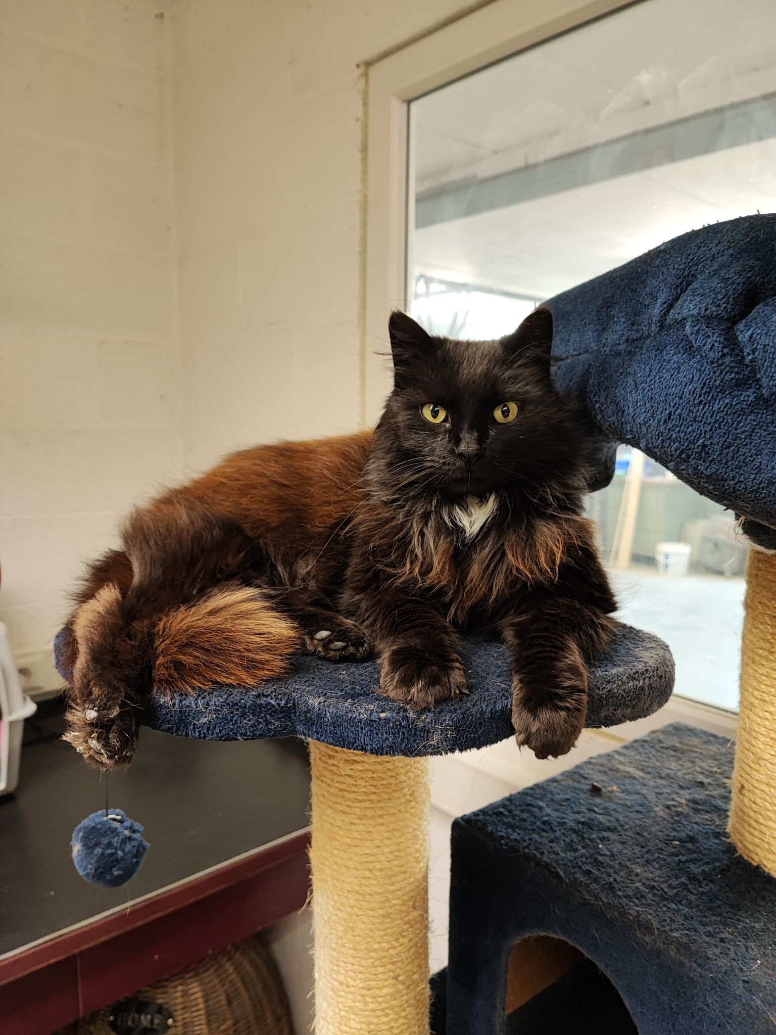 Les chats adoptés de chez perle de chat Les chats adoptés de chez perle de chat