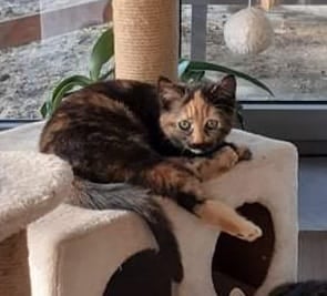 Les chats adoptés de chez perle de chat Les chats adoptés de chez perle de chat