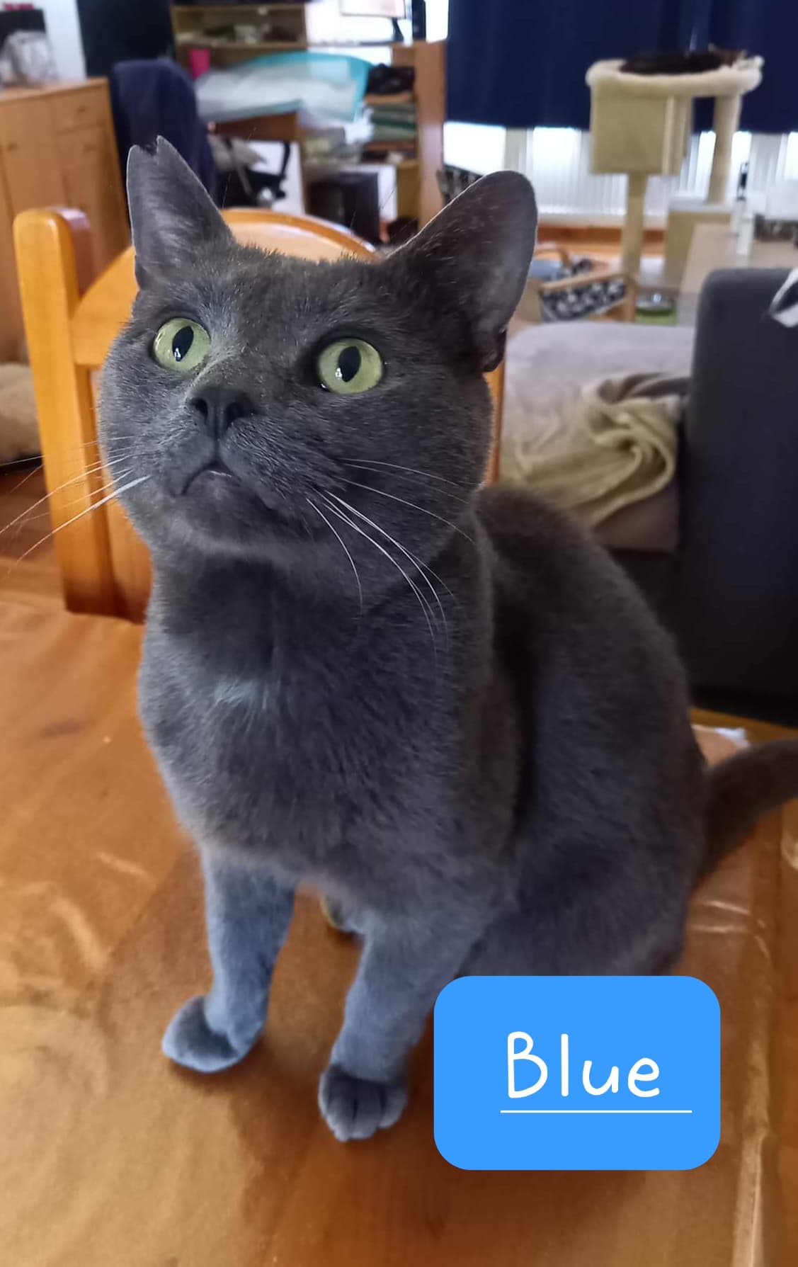 Les chats adoptés de chez perle de chat Les chats adoptés de chez perle de chat