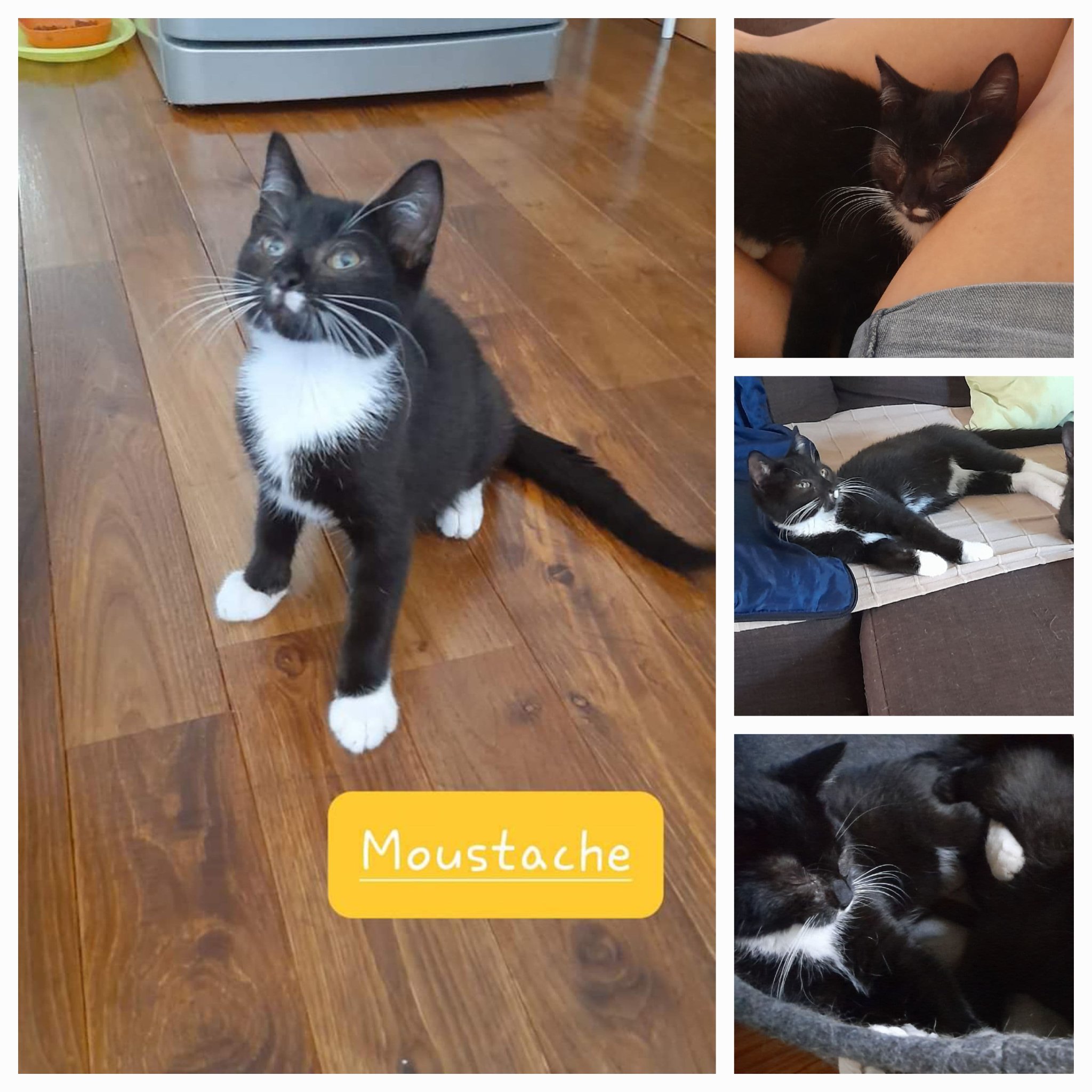 Les chats adoptés de chez perle de chat Les chats adoptés de chez perle de chat