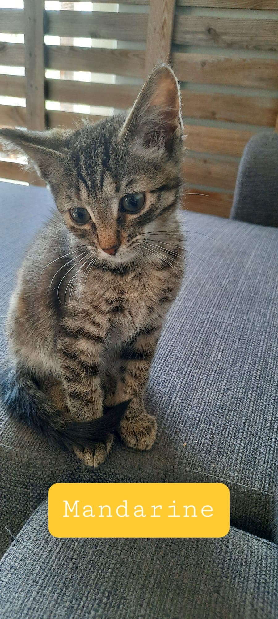 Les chats adoptés de chez perle de chat Les chats adoptés de chez perle de chat