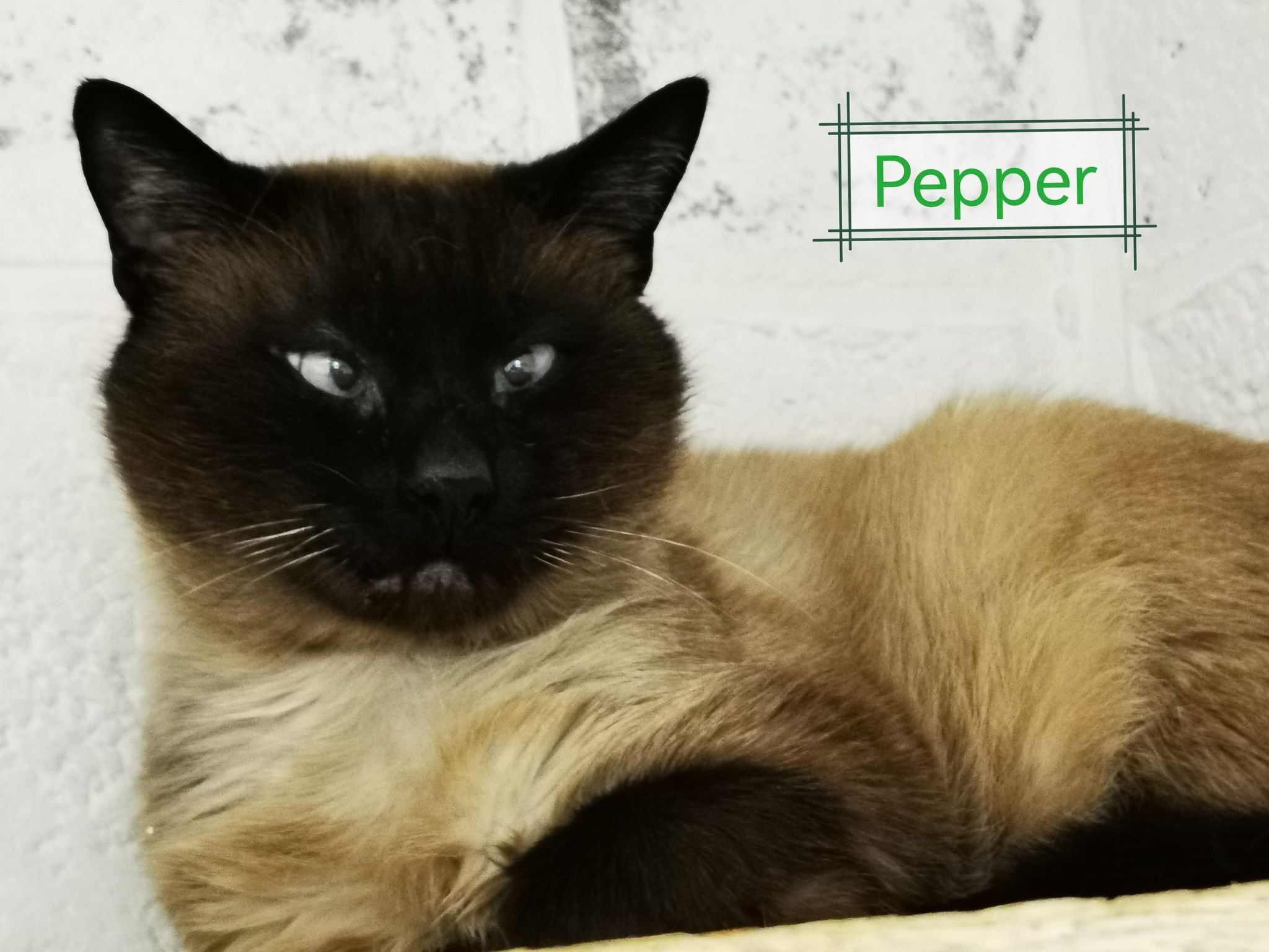 Les chats adoptés de chez perle de chat Les chats adoptés de chez perle de chat