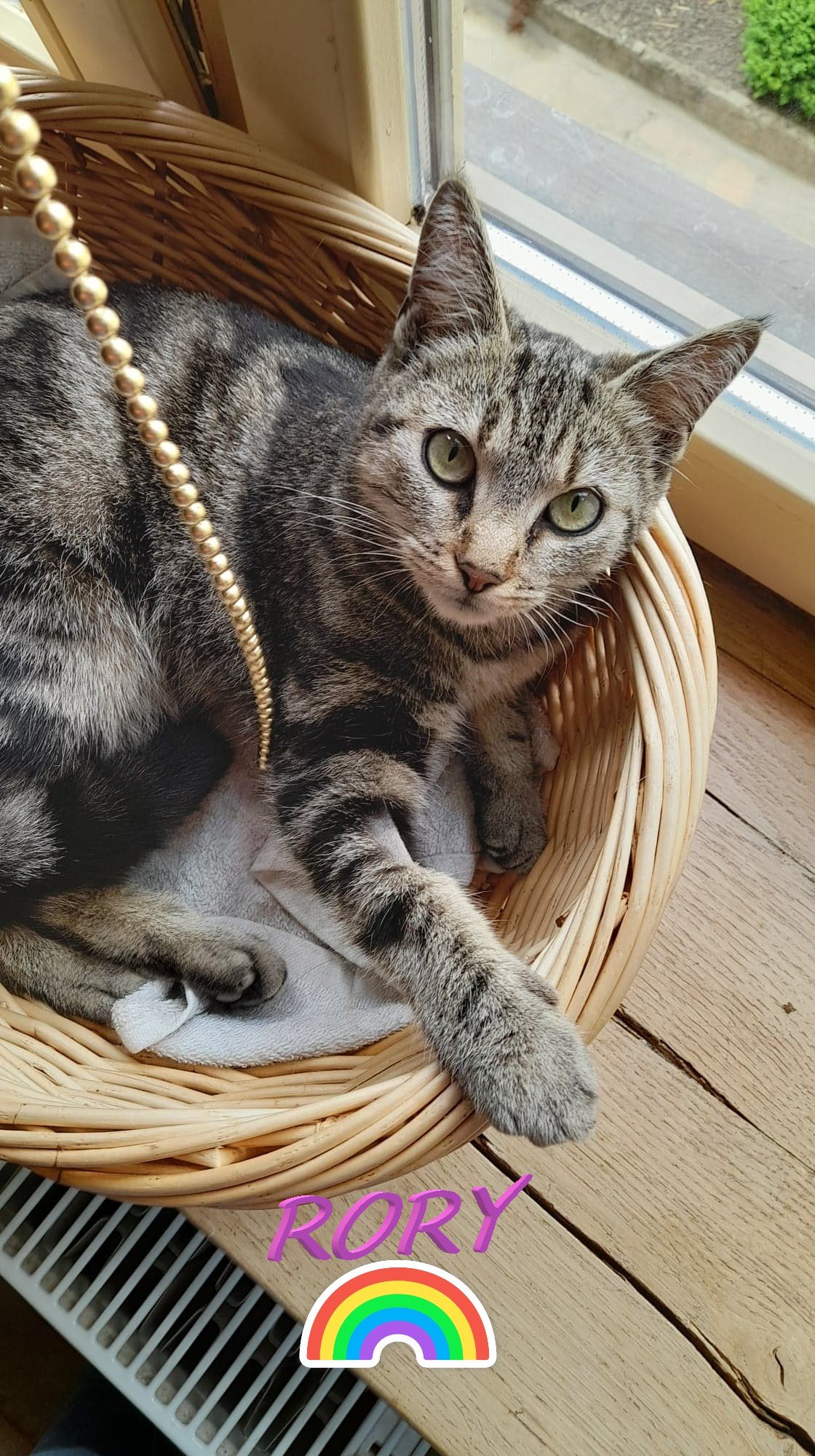 Les chats adoptés de chez perle de chat Les chats adoptés de chez perle de chat