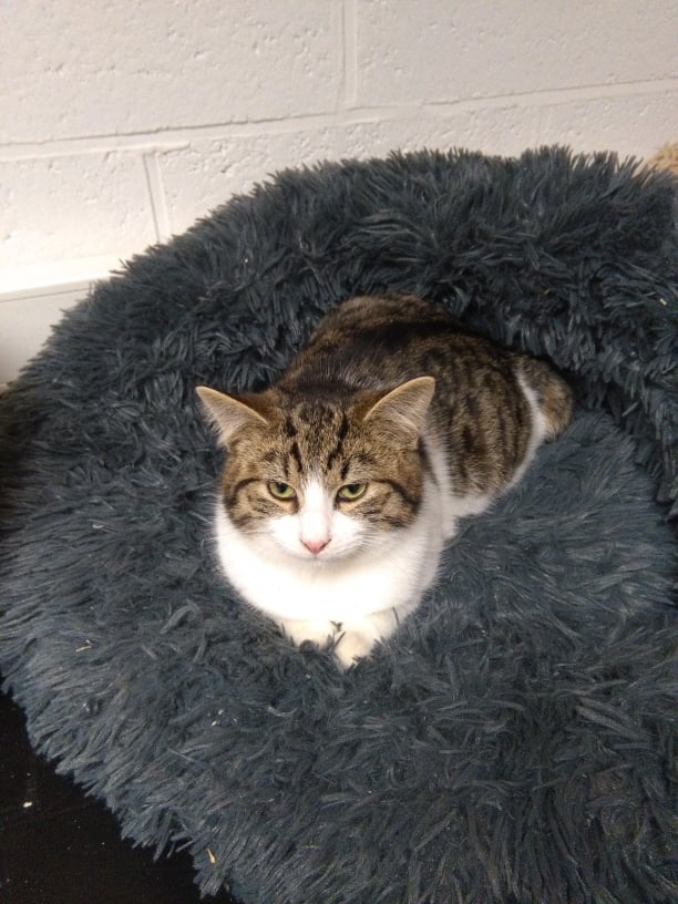 Les chats adoptés de chez perle de chat Les chats adoptés de chez perle de chat