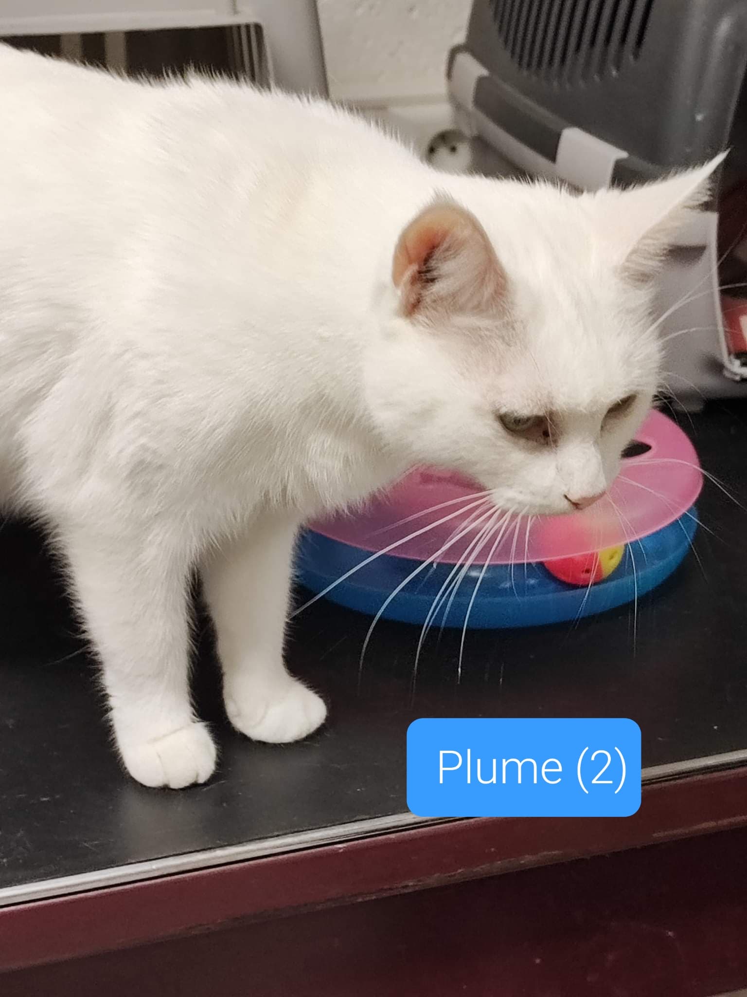 Les chats adoptés de chez perle de chat Les chats adoptés de chez perle de chat
