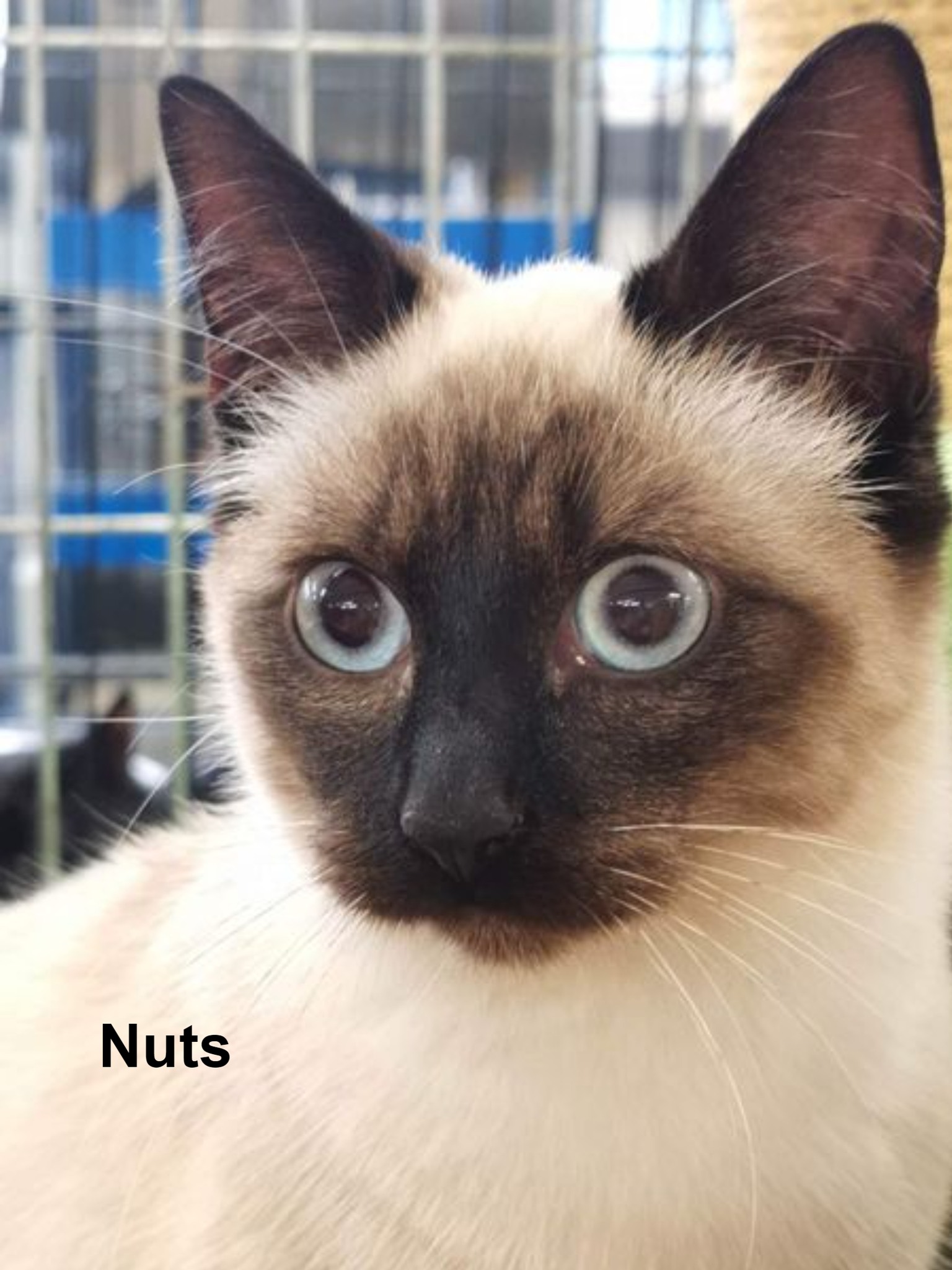 Les chats adoptés de chez perle de chat Les chats adoptés de chez perle de chat