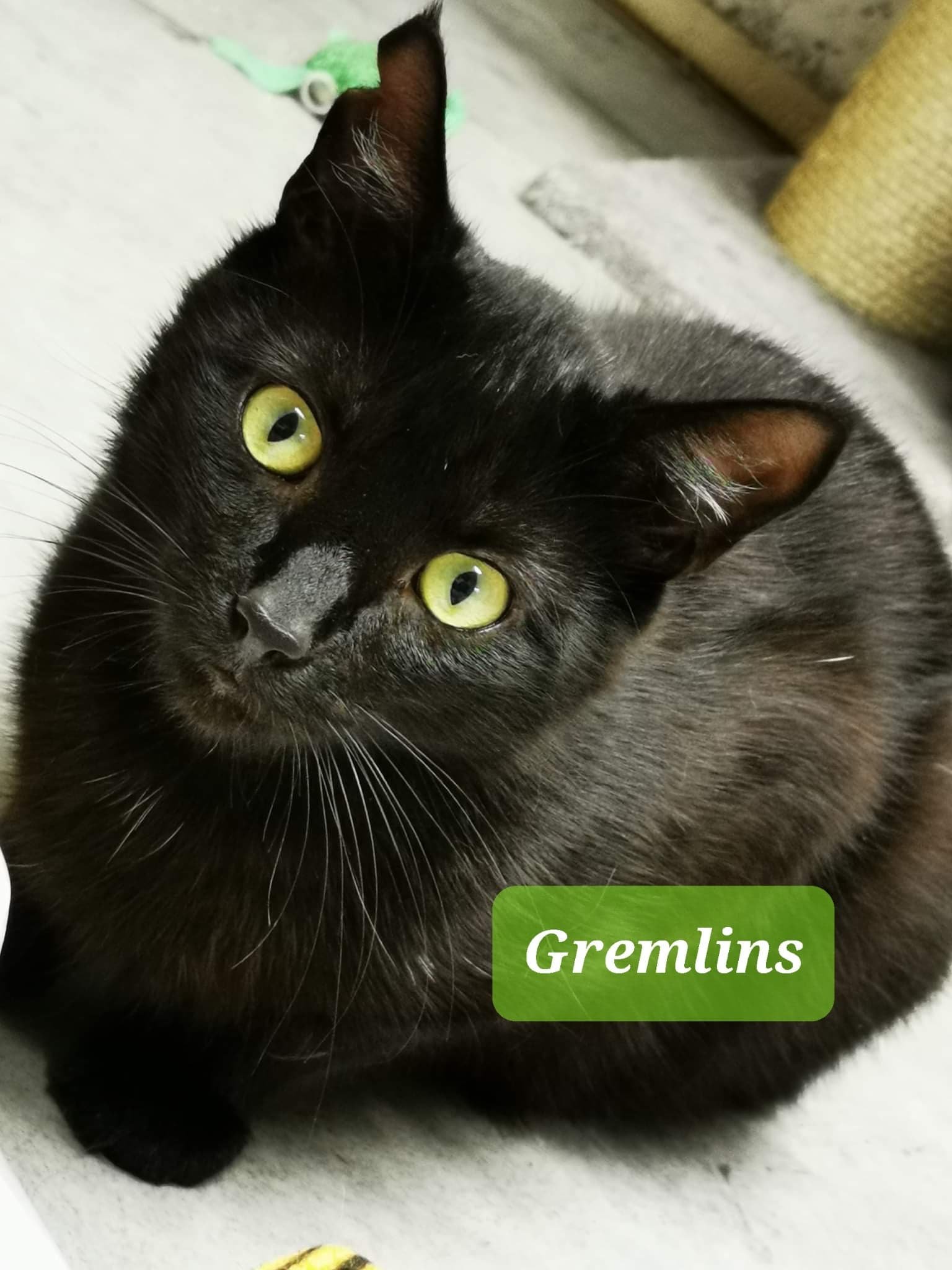 Les chats adoptés de chez perle de chat Les chats adoptés de chez perle de chat