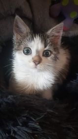 Les chats adoptés de chez perle de chat Les chats adoptés de chez perle de chat