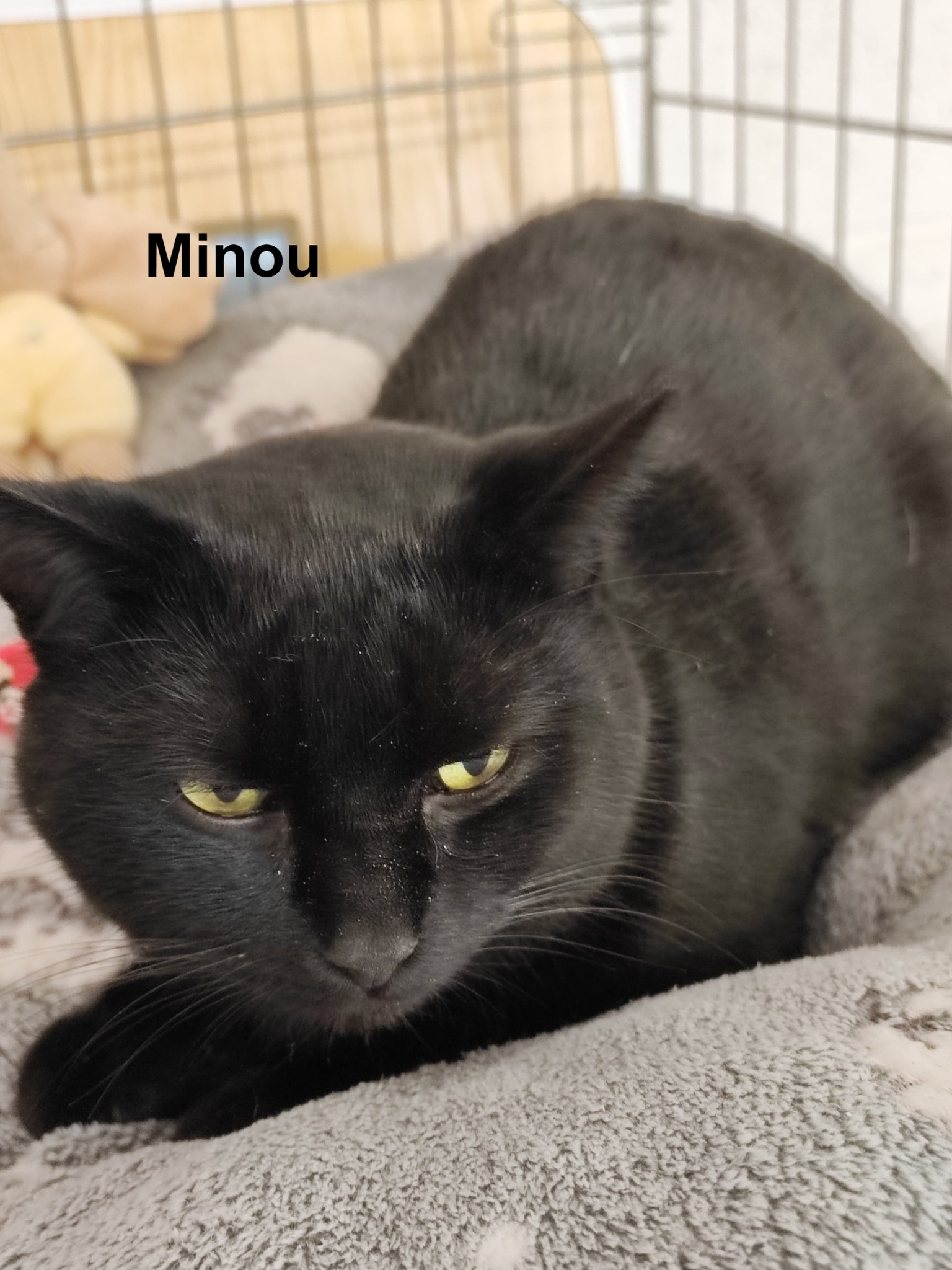 Les chats adoptés de chez perle de chat Les chats adoptés de chez perle de chat