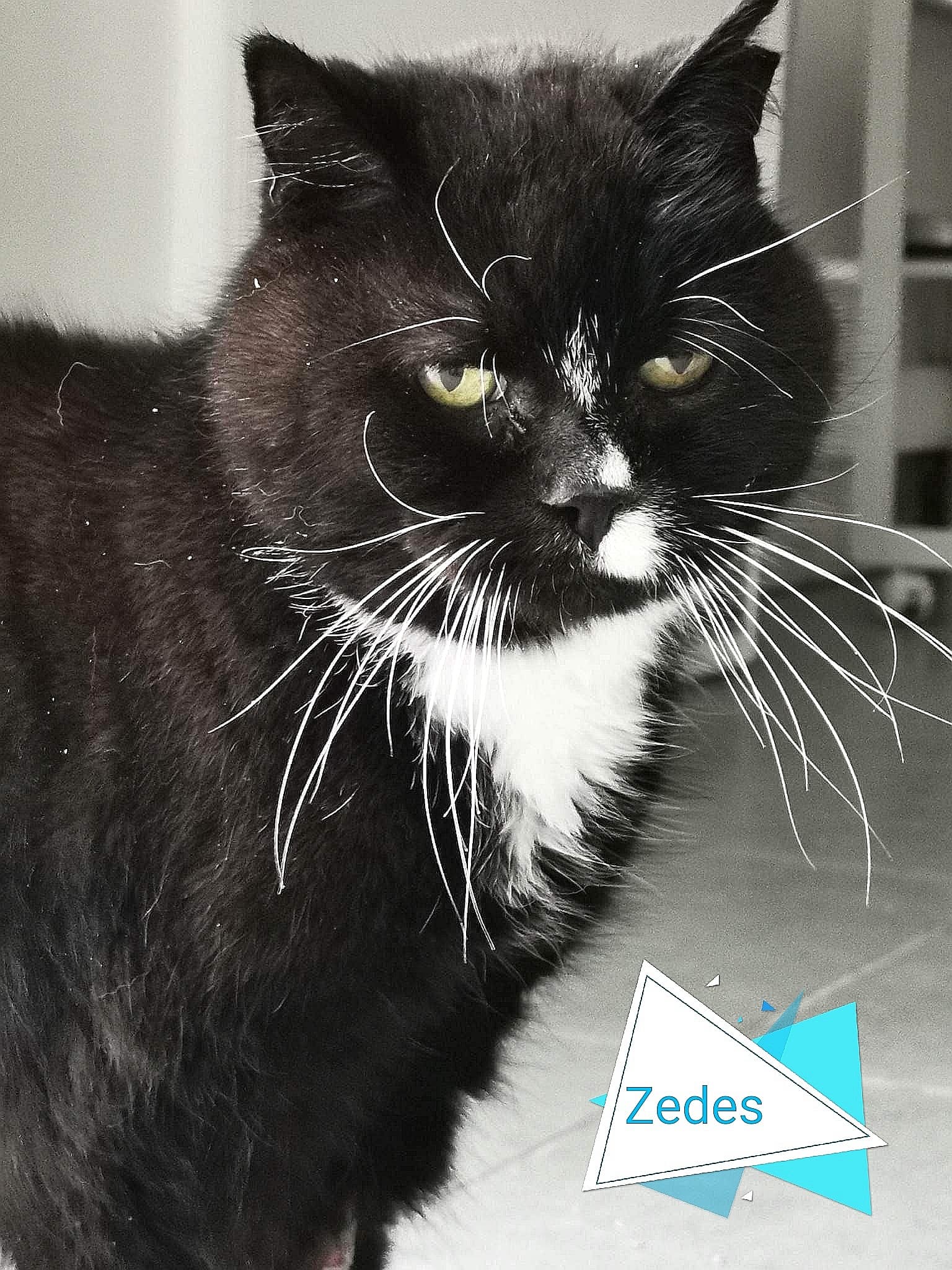Les chats adoptés de chez perle de chat Les chats adoptés de chez perle de chat