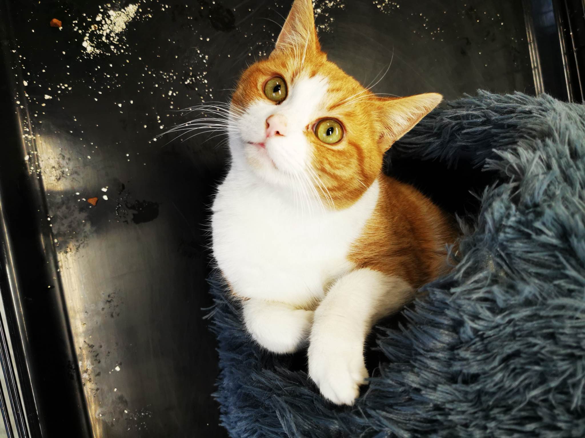 Les chats adoptés de chez perle de chat Les chats adoptés de chez perle de chat