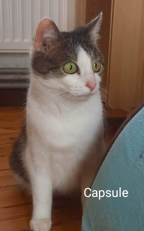 Les chats adoptés de chez perle de chat Les chats adoptés de chez perle de chat