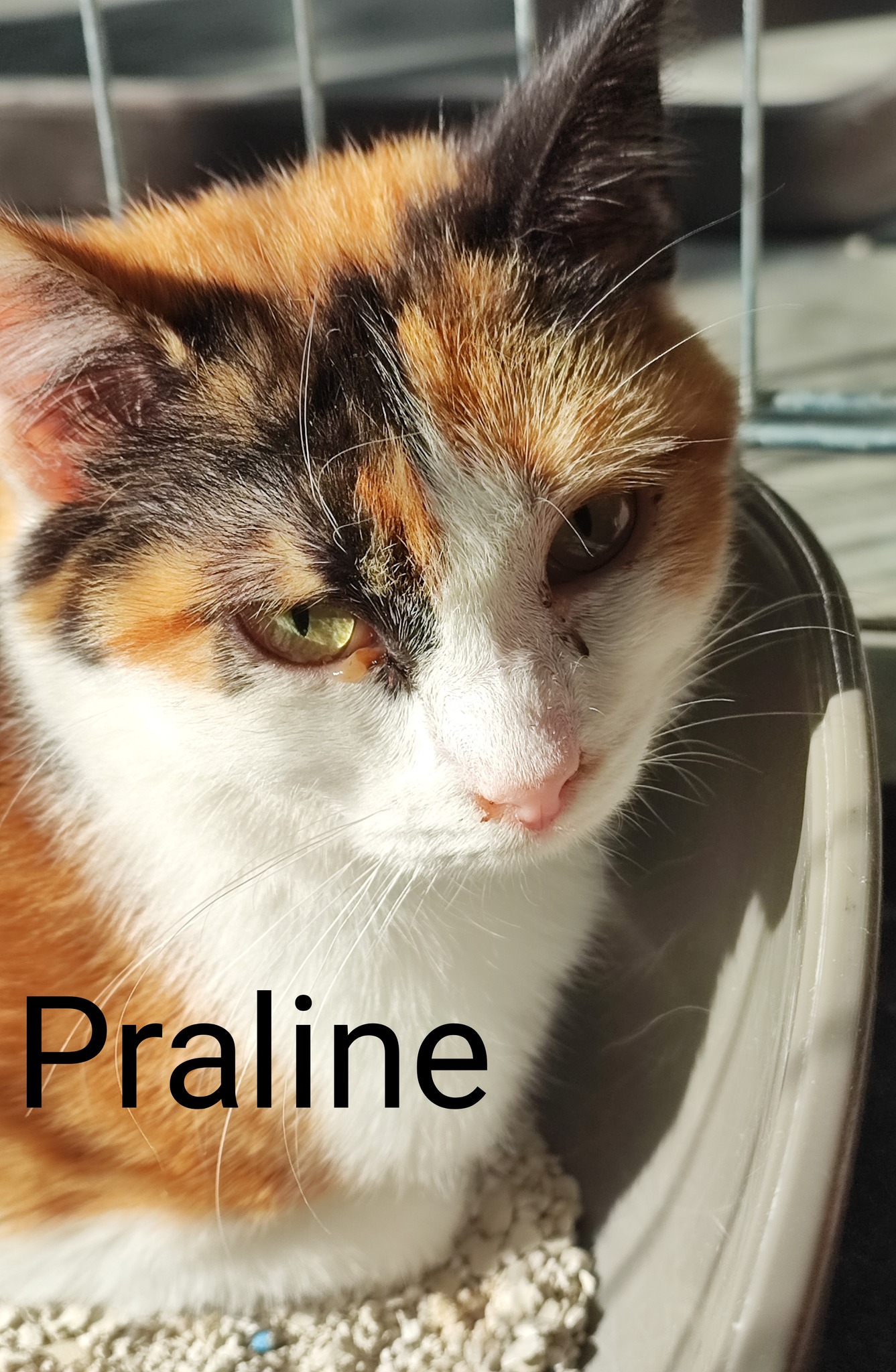 Les chats adoptés de chez perle de chat Les chats adoptés de chez perle de chat