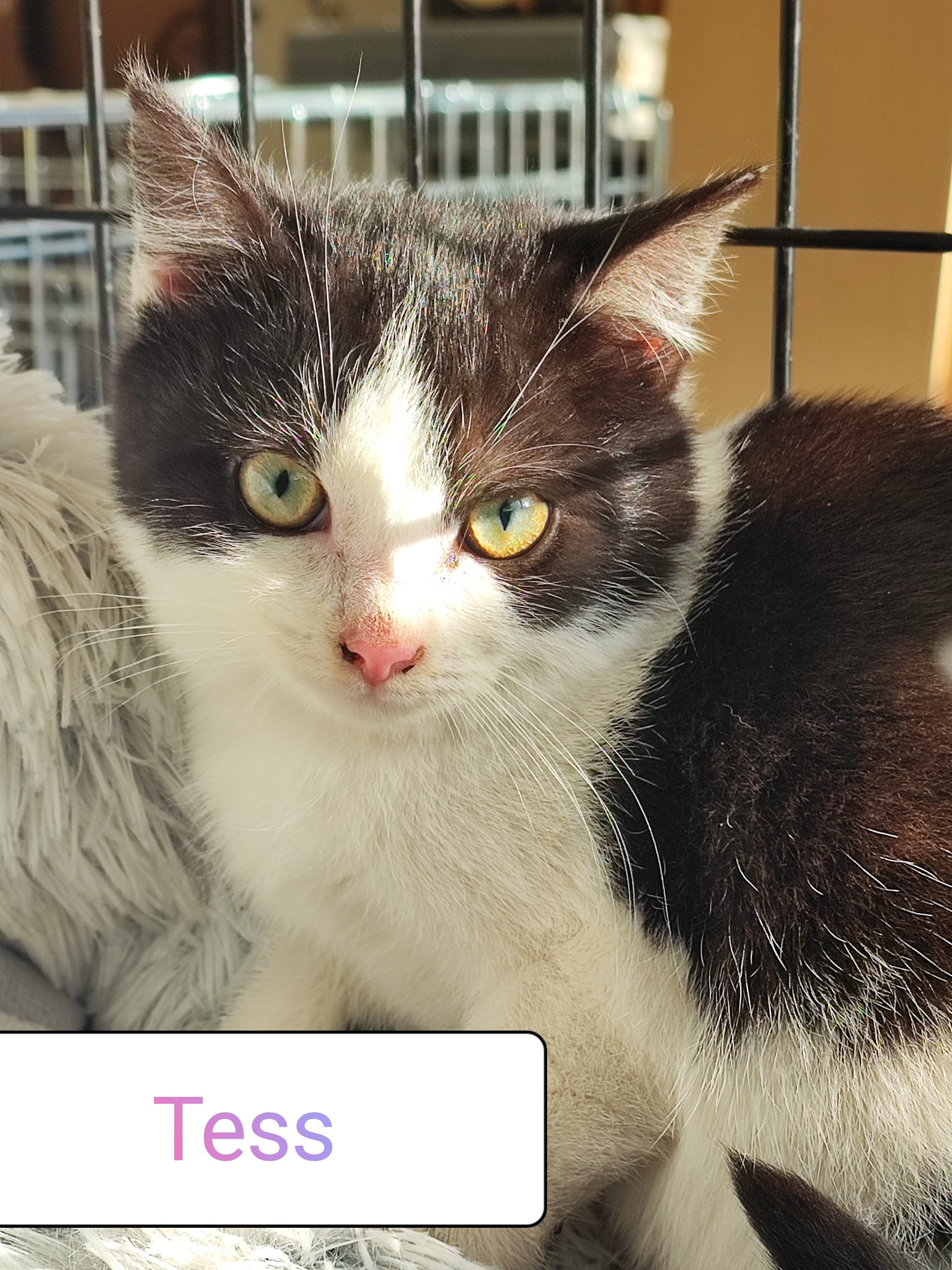 Les chats adoptés de chez perle de chat Les chats adoptés de chez perle de chat