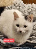 Les chats adoptés de chez perle de chat Les chats adoptés de chez perle de chat
