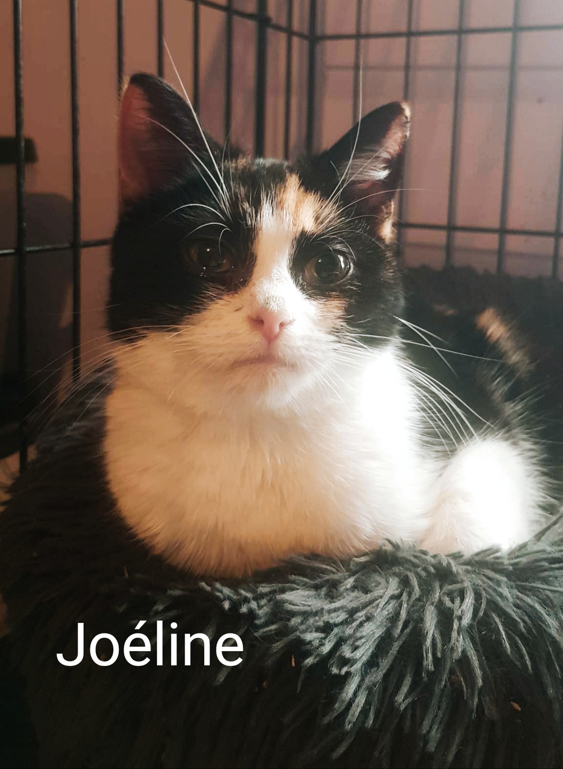 Les chats adoptés de chez perle de chat Les chats adoptés de chez perle de chat