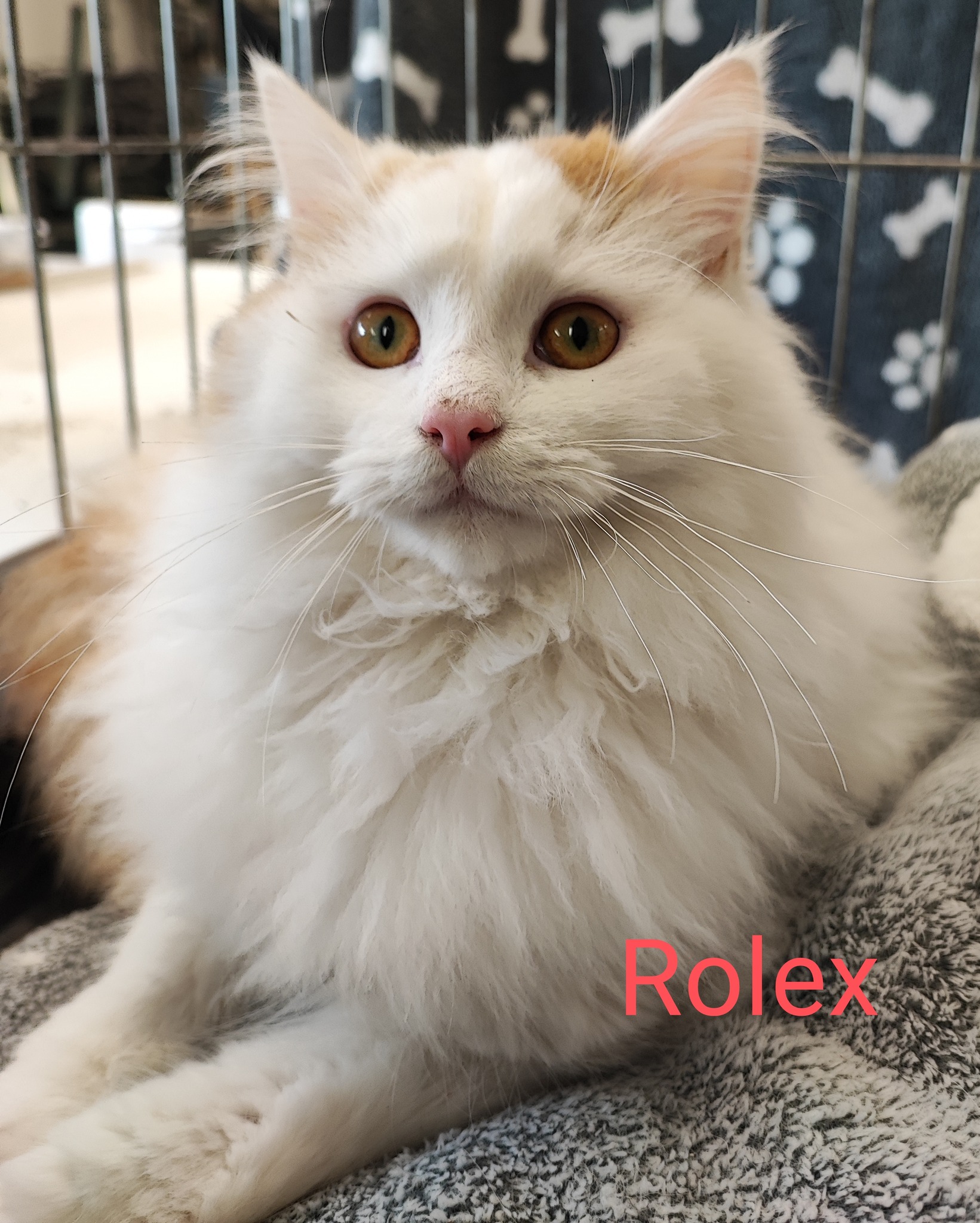 Les chats adoptés de chez perle de chat Les chats adoptés de chez perle de chat