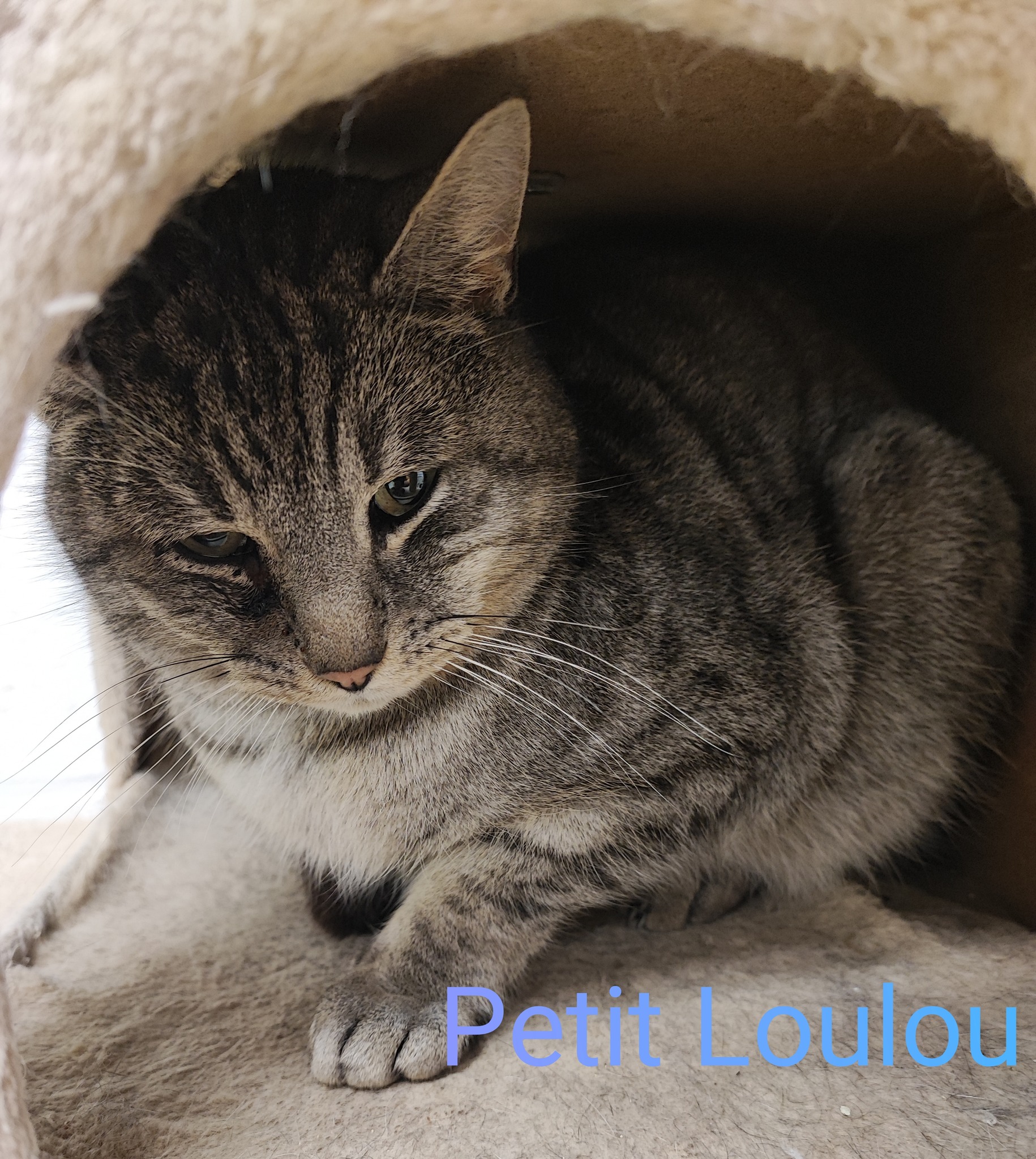 Les chats adoptés de chez perle de chat Les chats adoptés de chez perle de chat