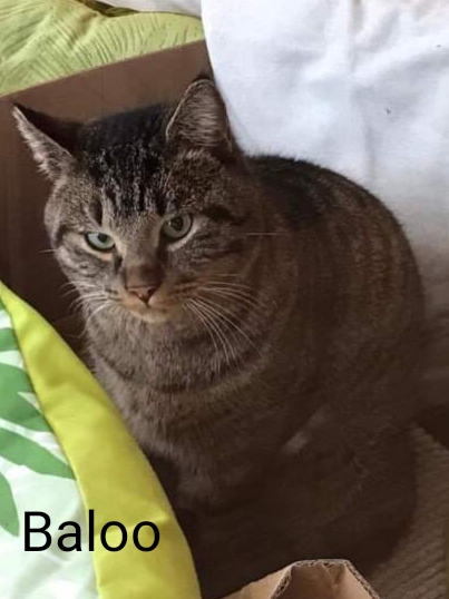 Les chats adoptés de chez perle de chat Les chats adoptés de chez perle de chat
