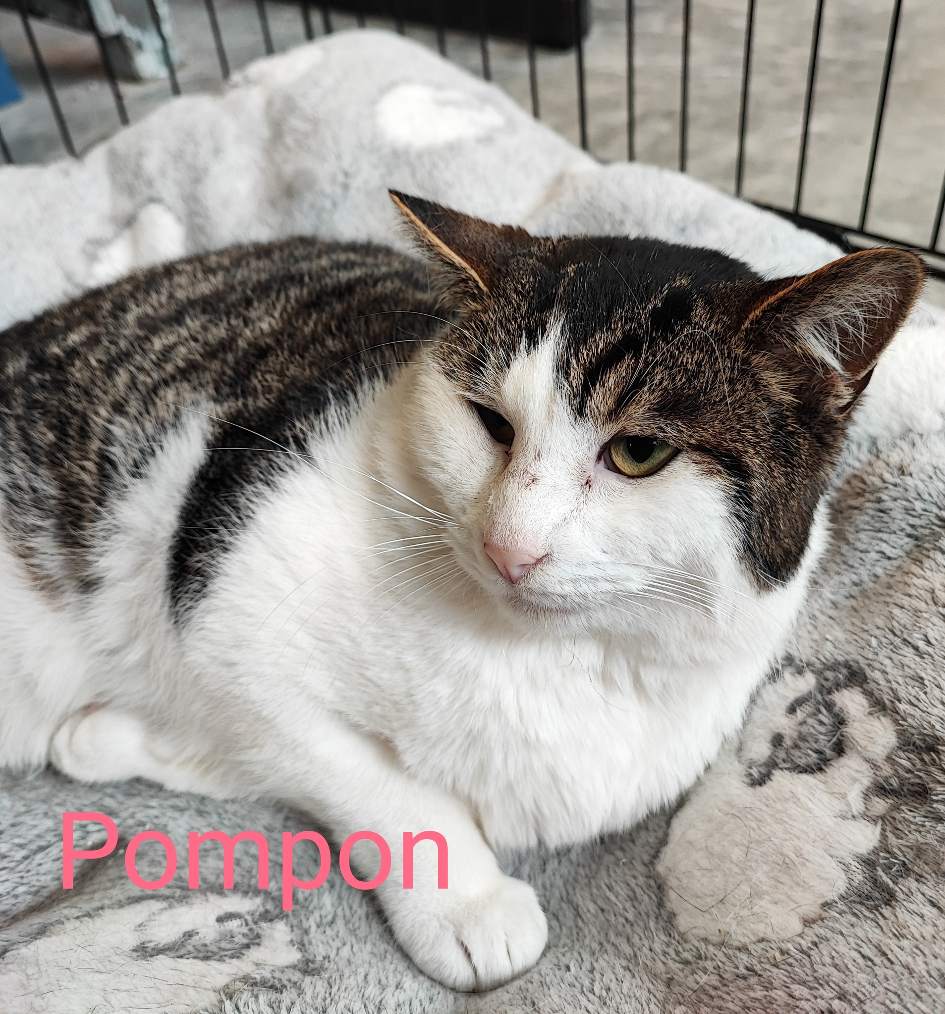 Les chats adoptés de chez perle de chat Les chats adoptés de chez perle de chat