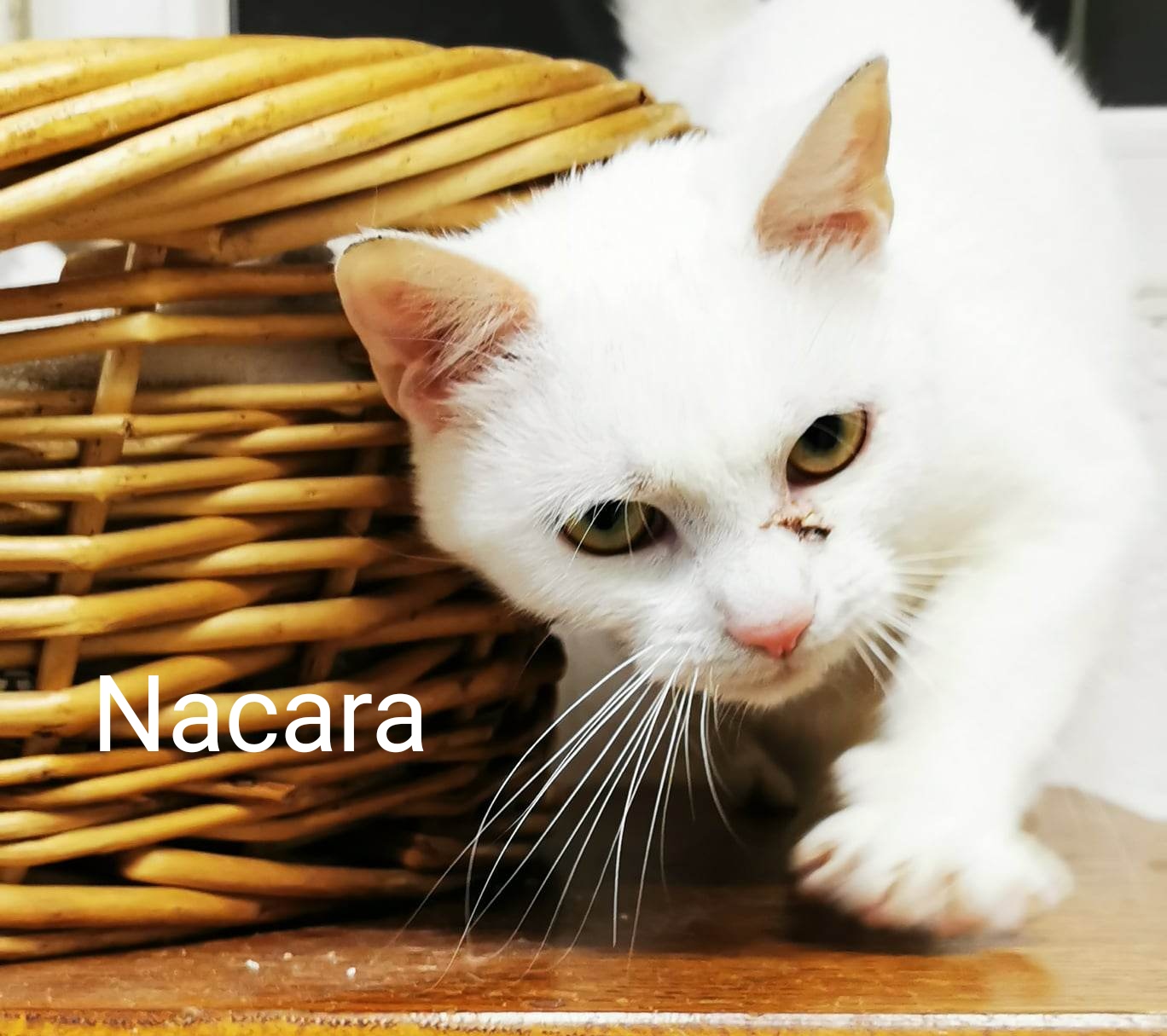Les chats adoptés de chez perle de chat Les chats adoptés de chez perle de chat