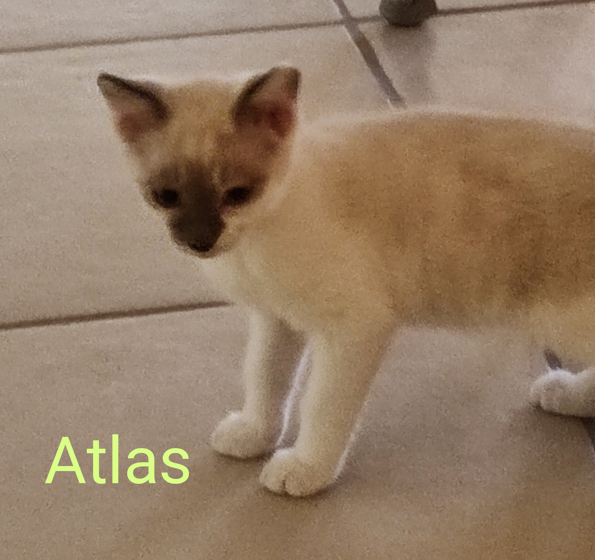 Les chats adoptés de chez perle de chat Les chats adoptés de chez perle de chat
